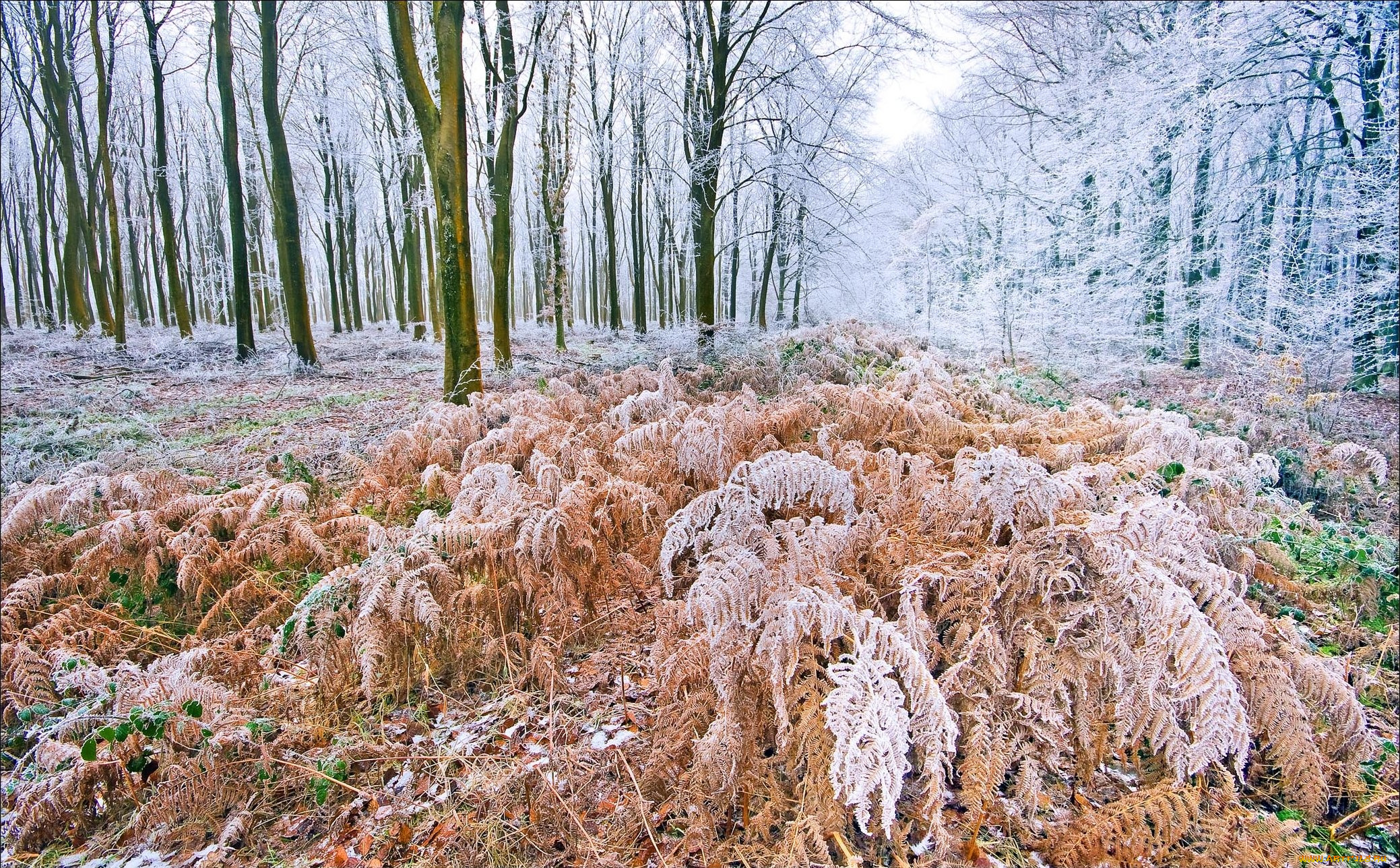 природа, лес, деревья, иней