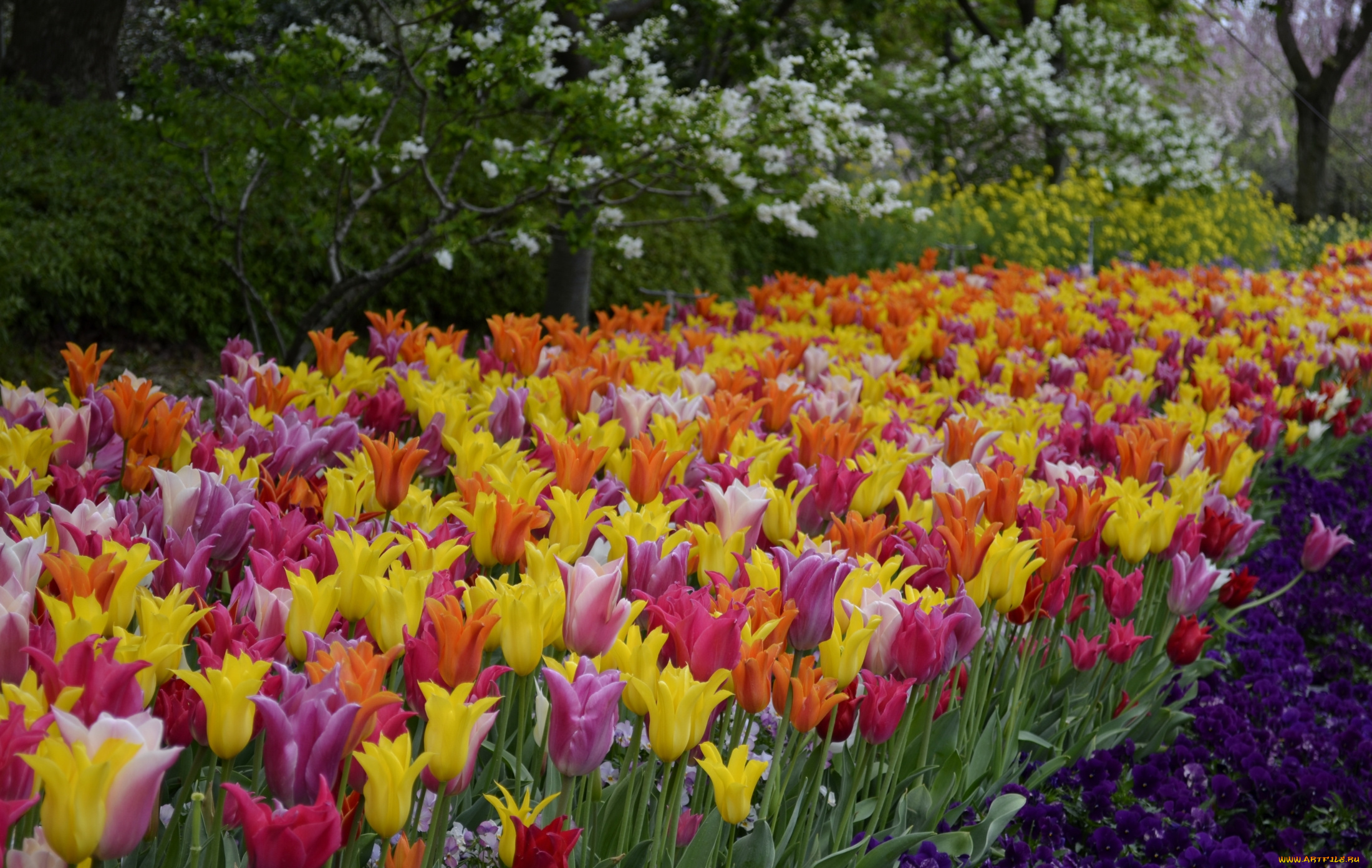 цветы, разные, вместе, тюльпаны, красота