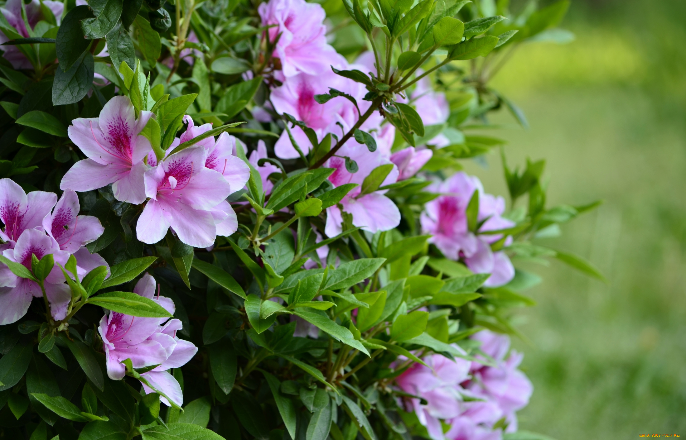 цветы, рододендроны, , азалии, кустарник