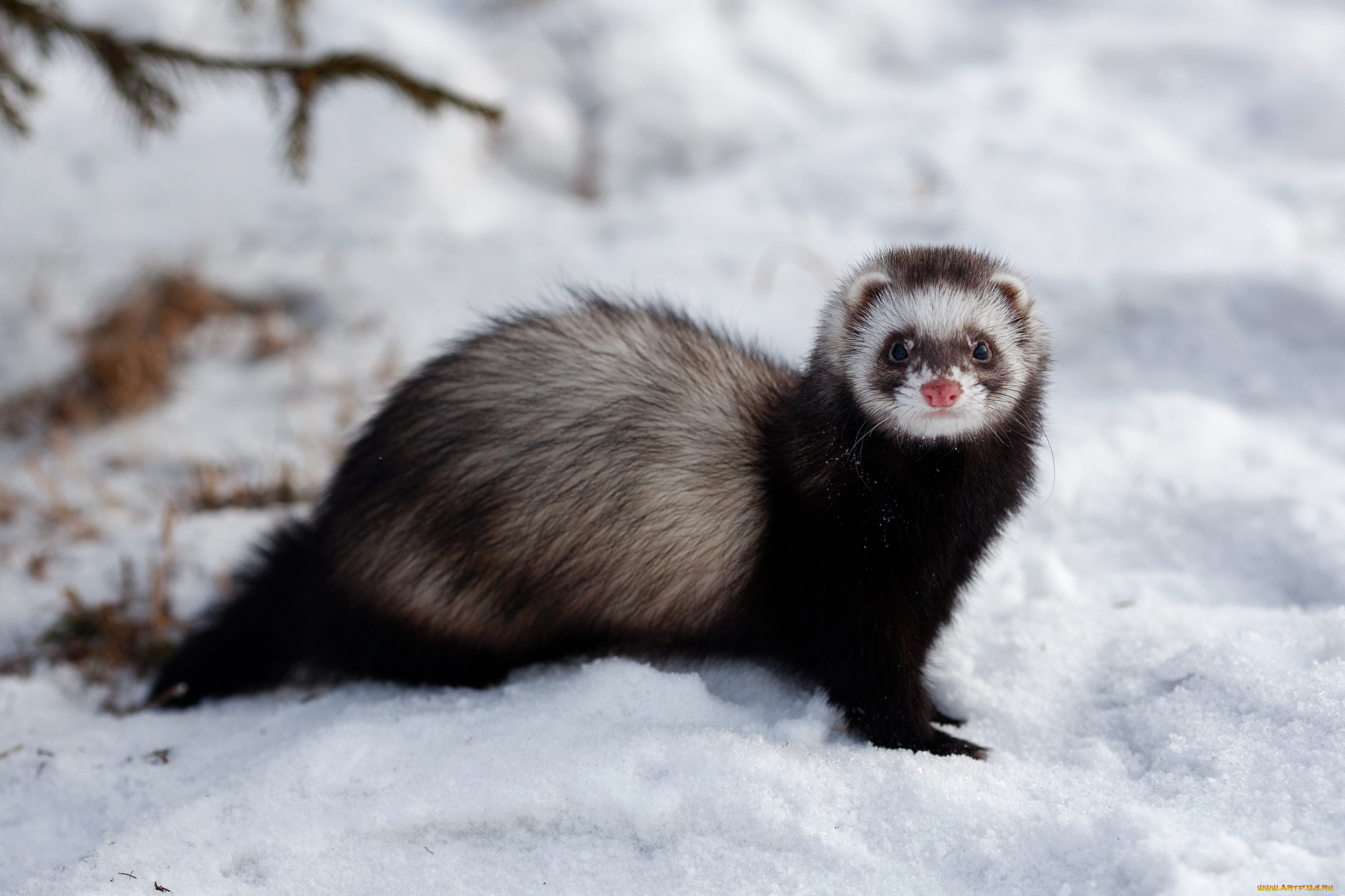 животные, хорьки, , куницы, , горностаи, , ласки, , соболи, зверек