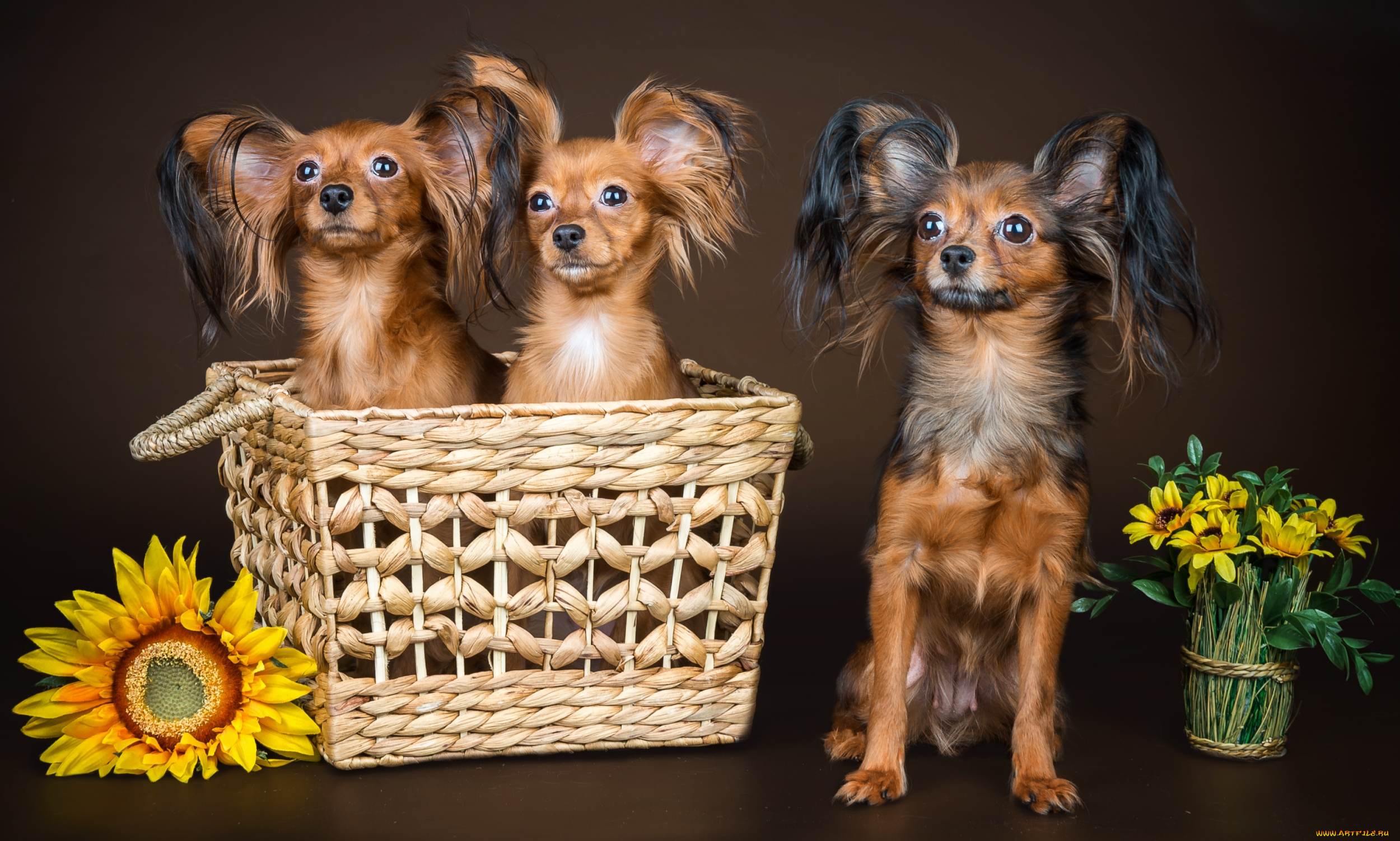 животные, собаки, чихуахуа