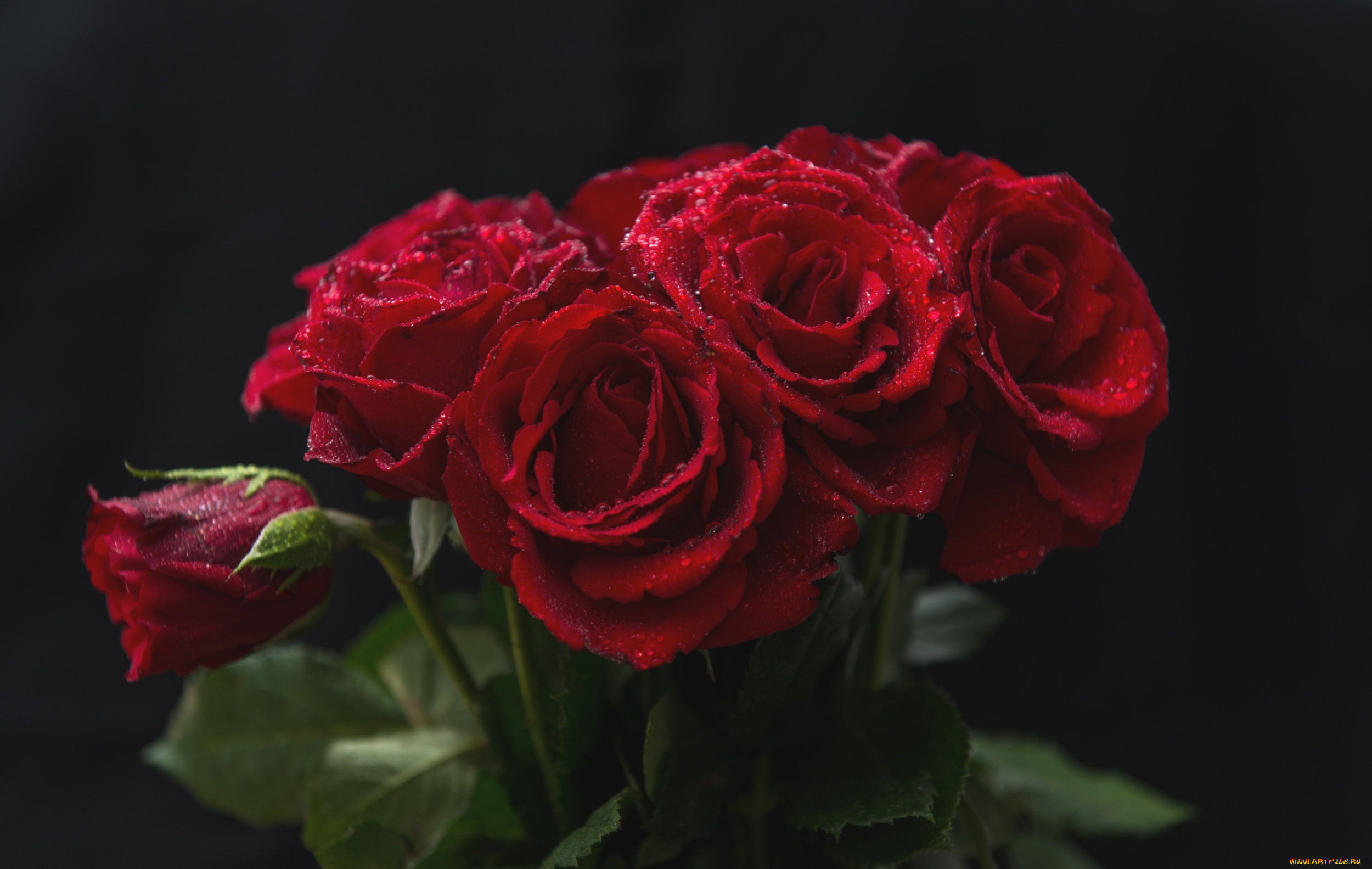 цветы, розы, красный