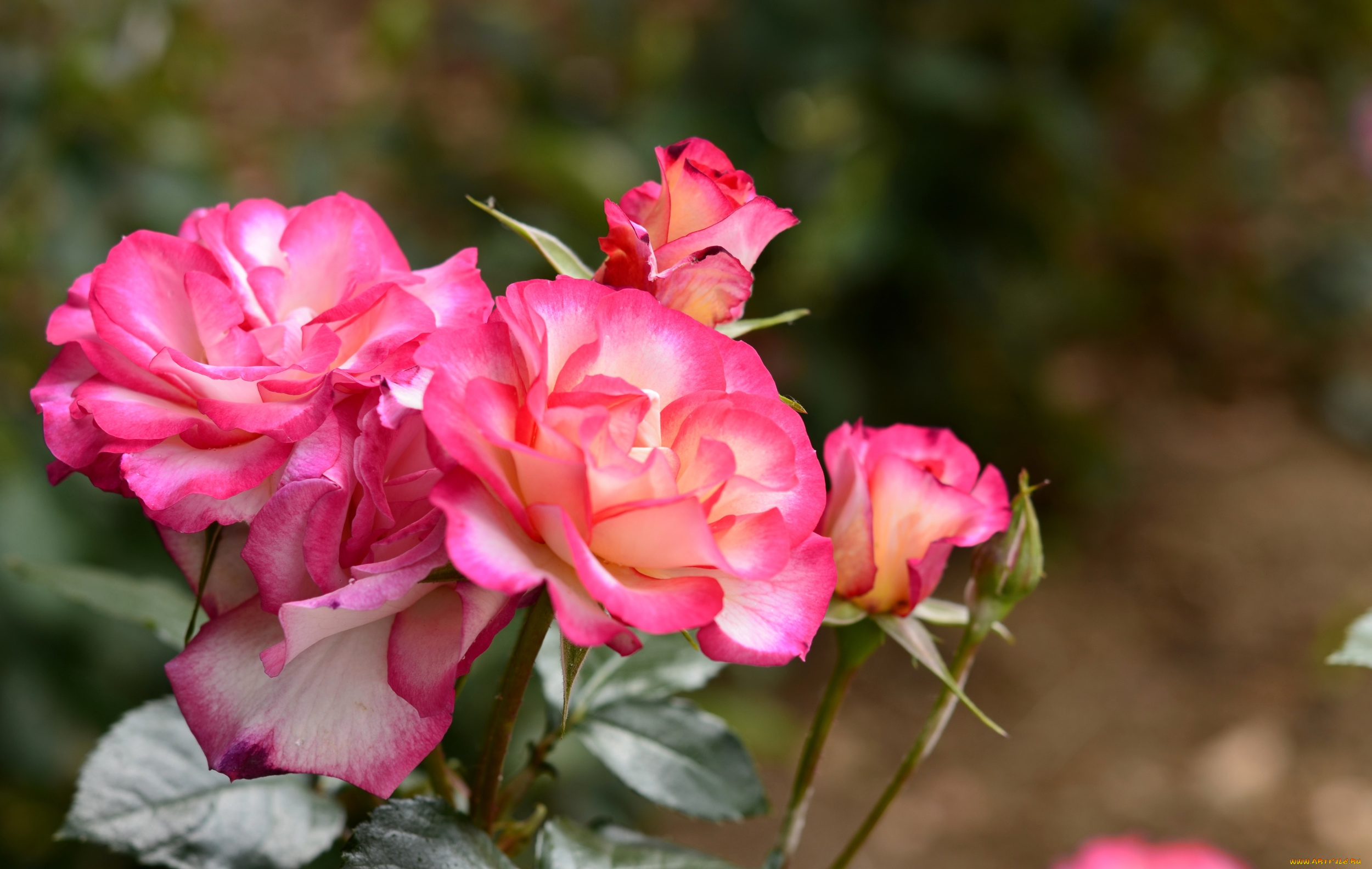 цветы, розы, роза, красная