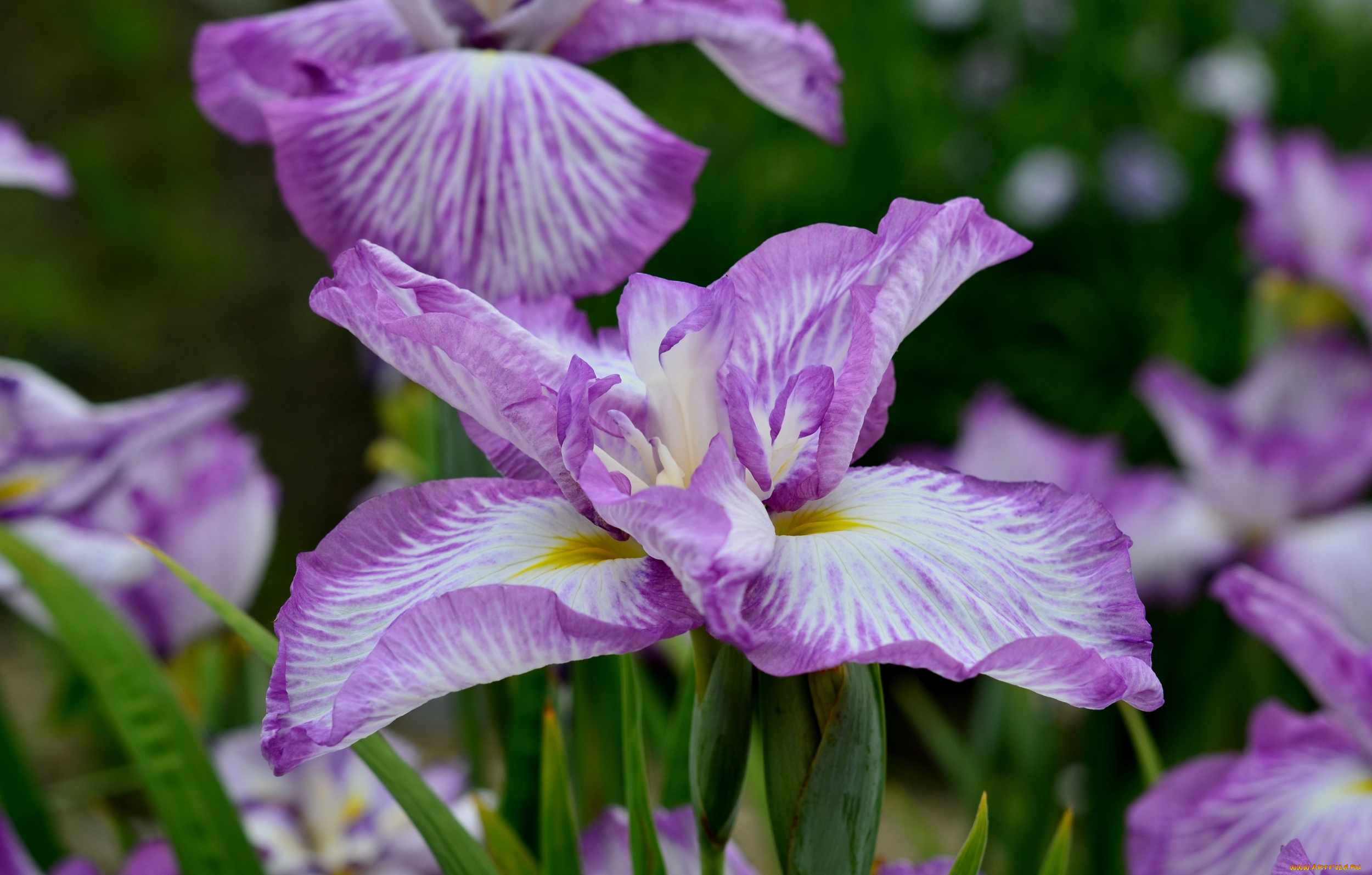 цветы, ирисы, ирис, фиолетовый