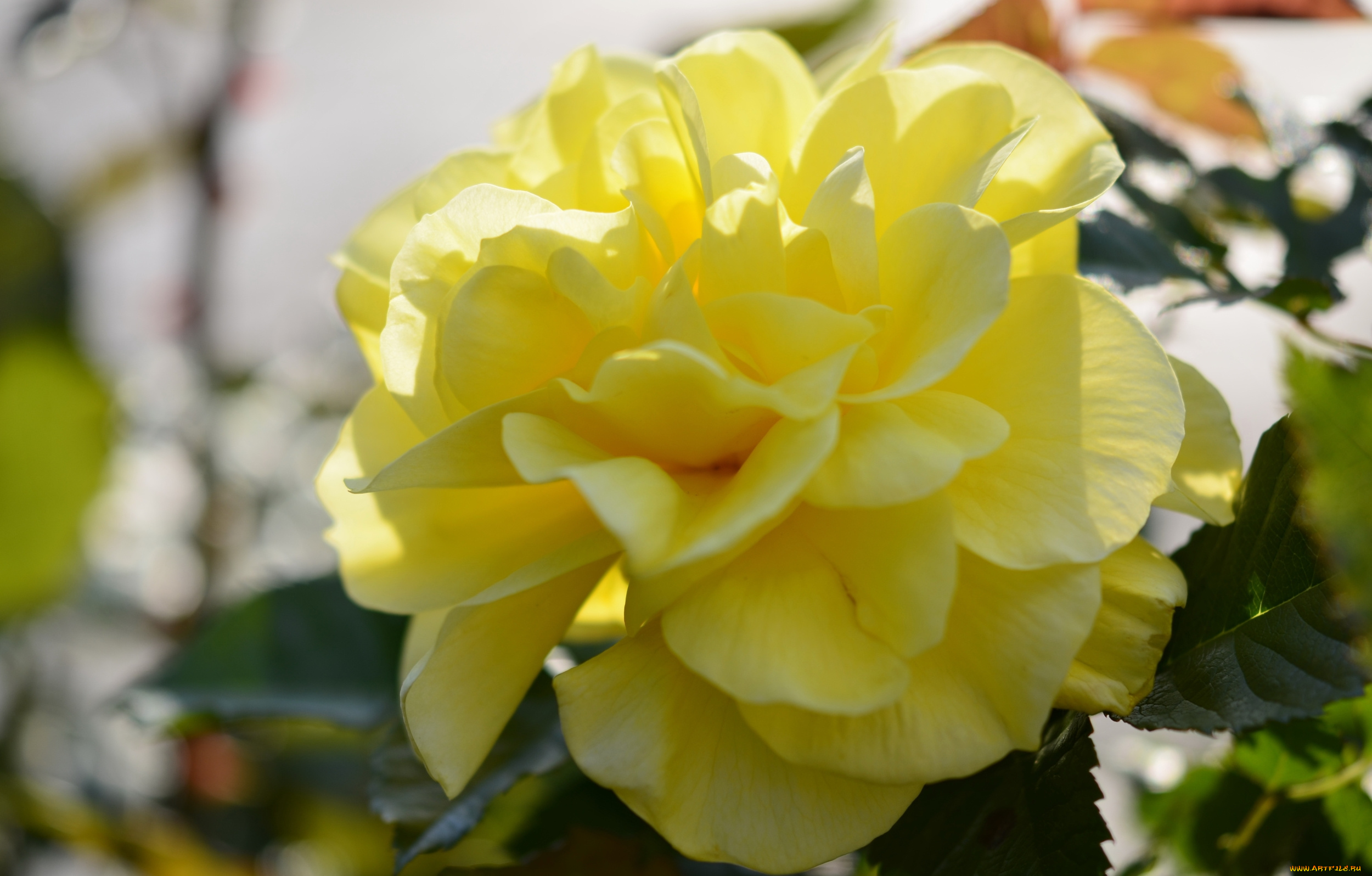 цветы, розы, роза, желтая