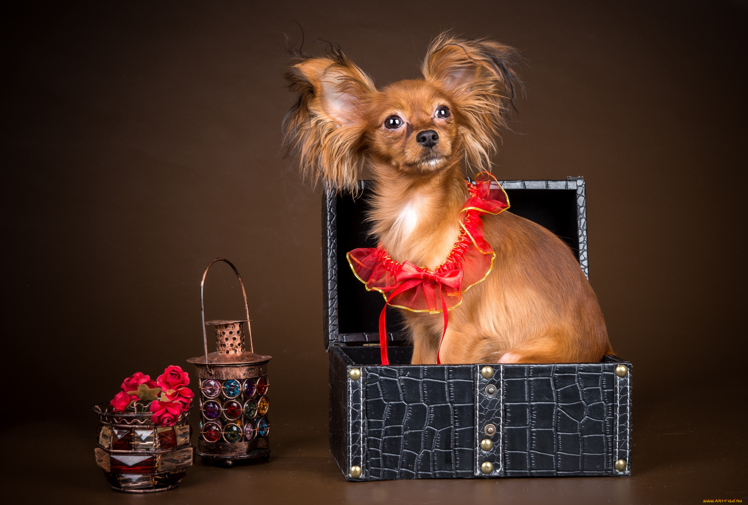 животные, собаки, чихуахуа