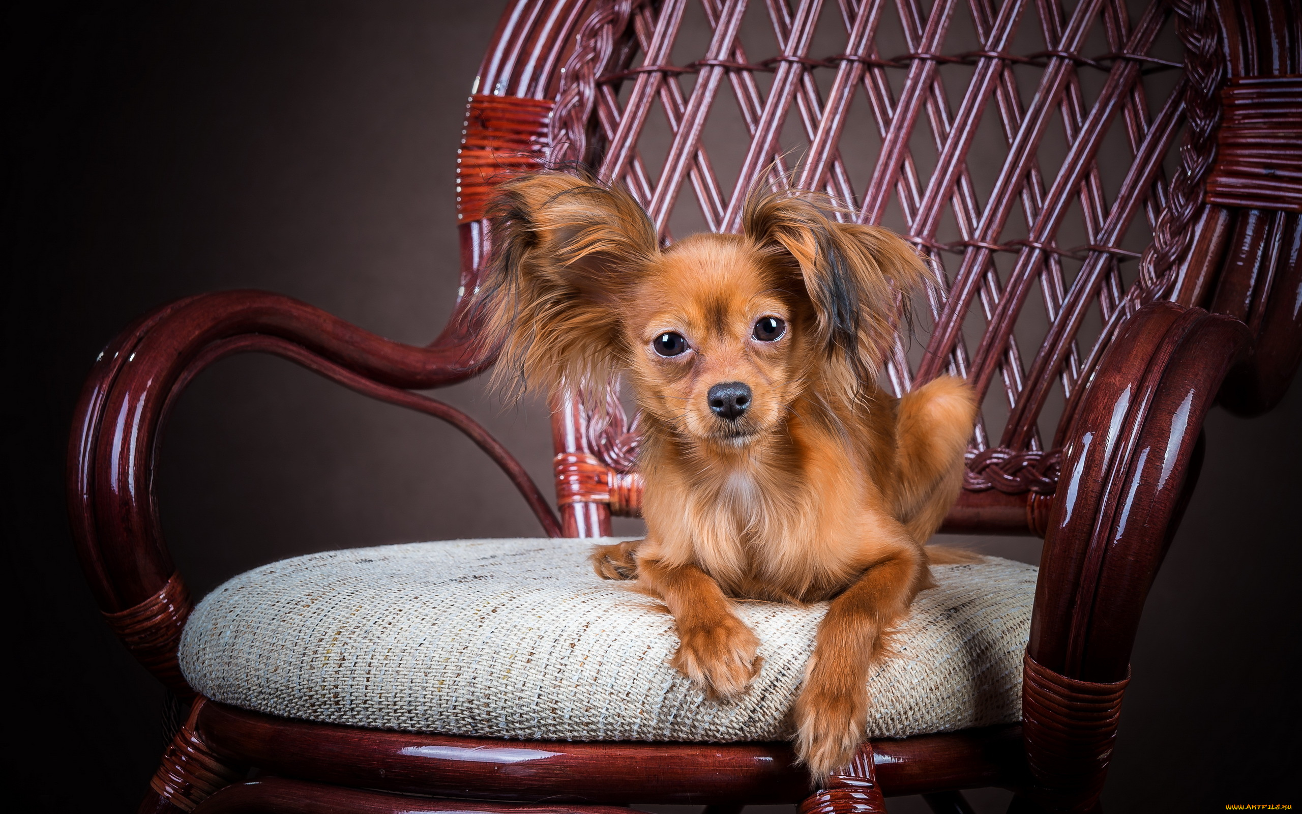 животные, собаки, друг, взгляд, собака