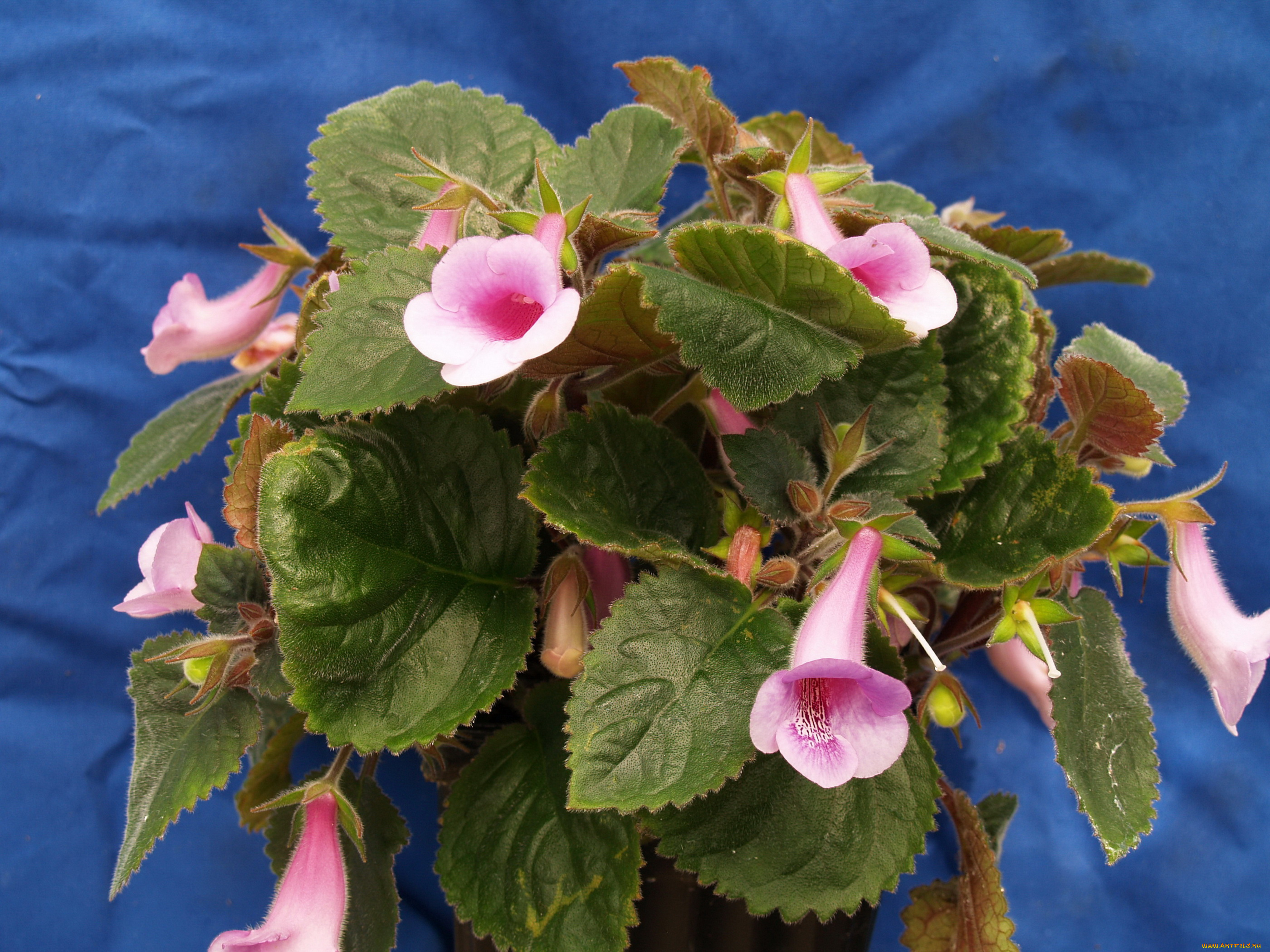 цветы, глоксиния, , синнингия, глоксиния