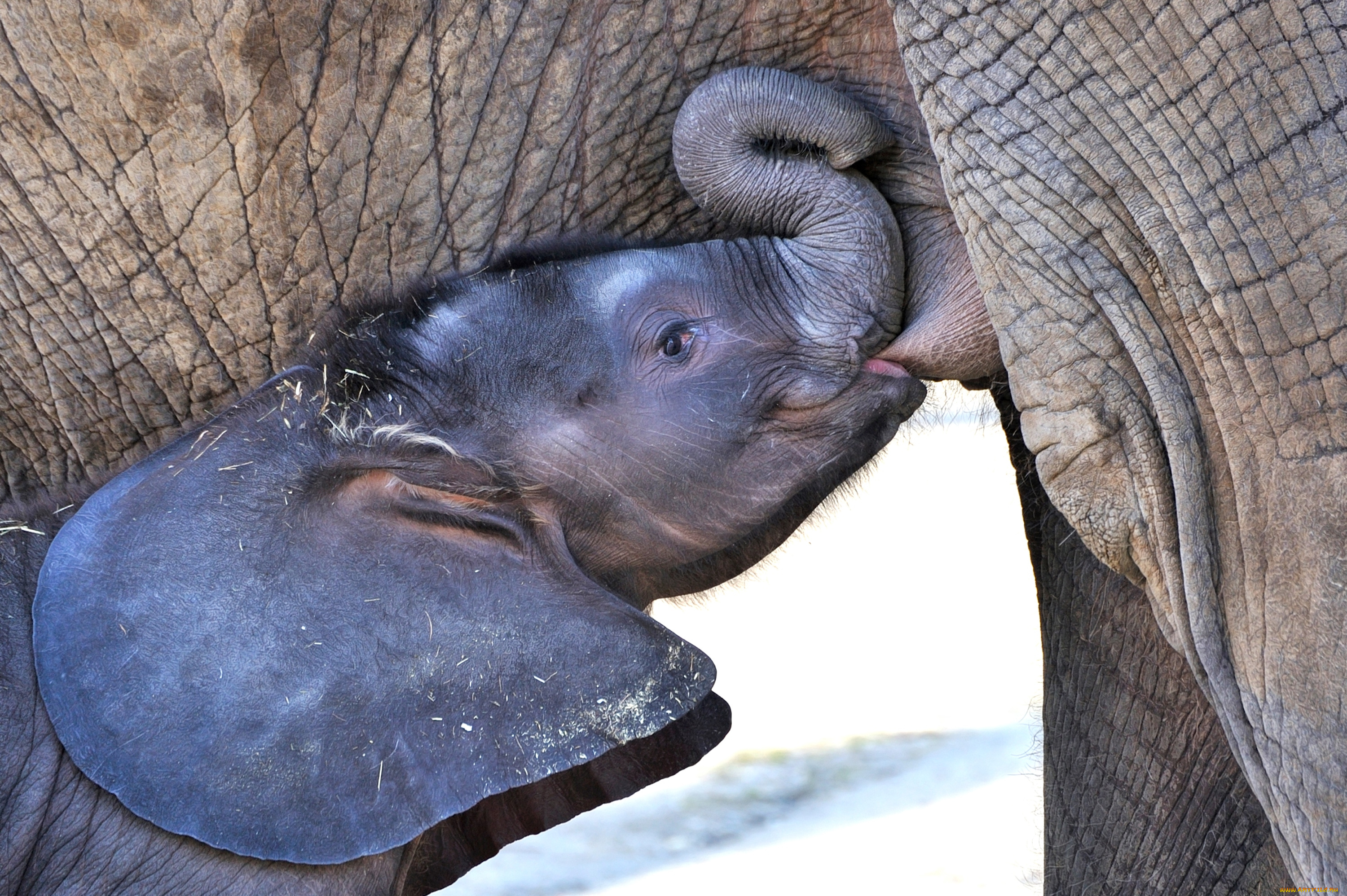 животные, слоны, еда, слоненок