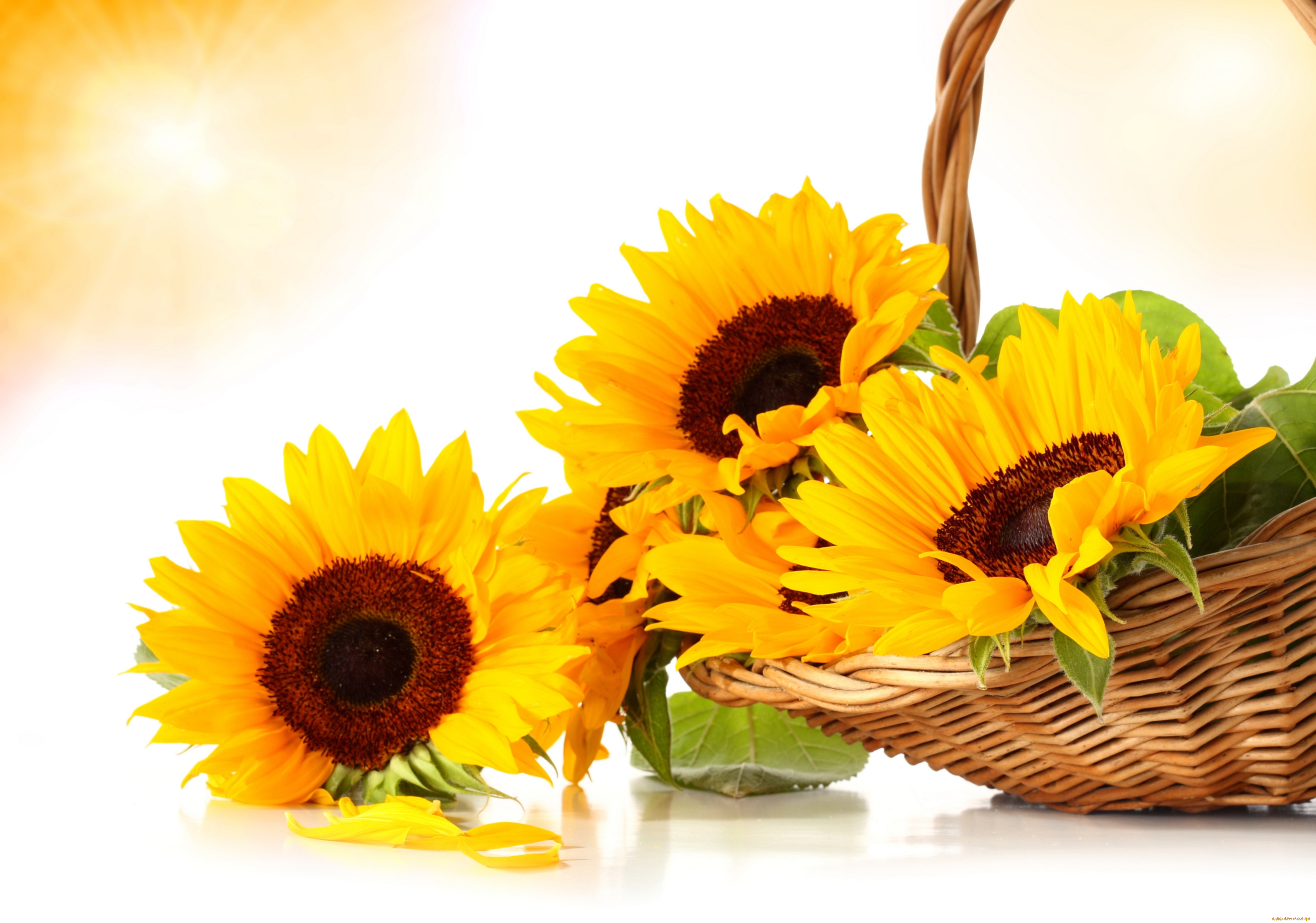 цветы, подсолнухи, корзинка, листья