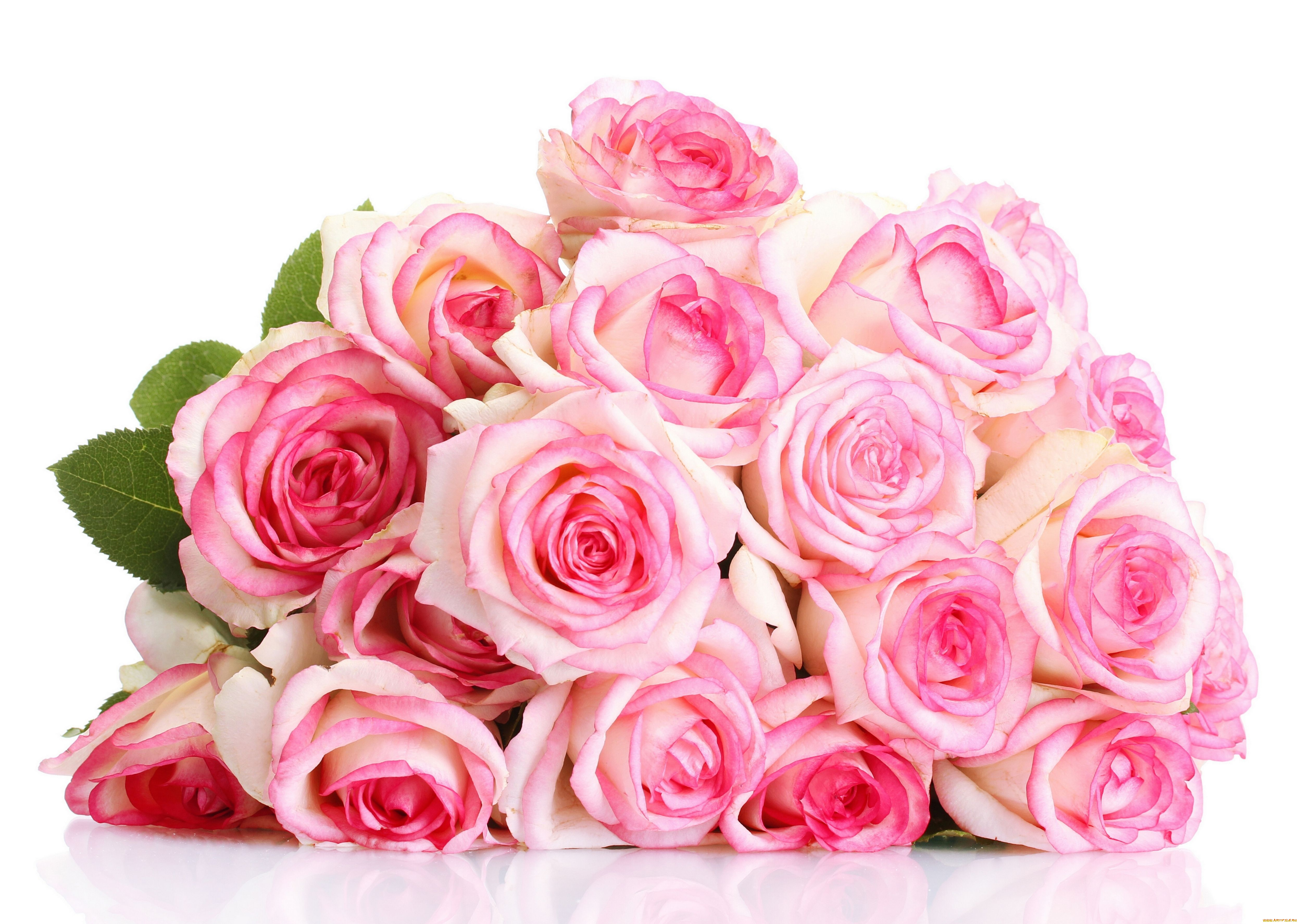 цветы, розы, бутоны