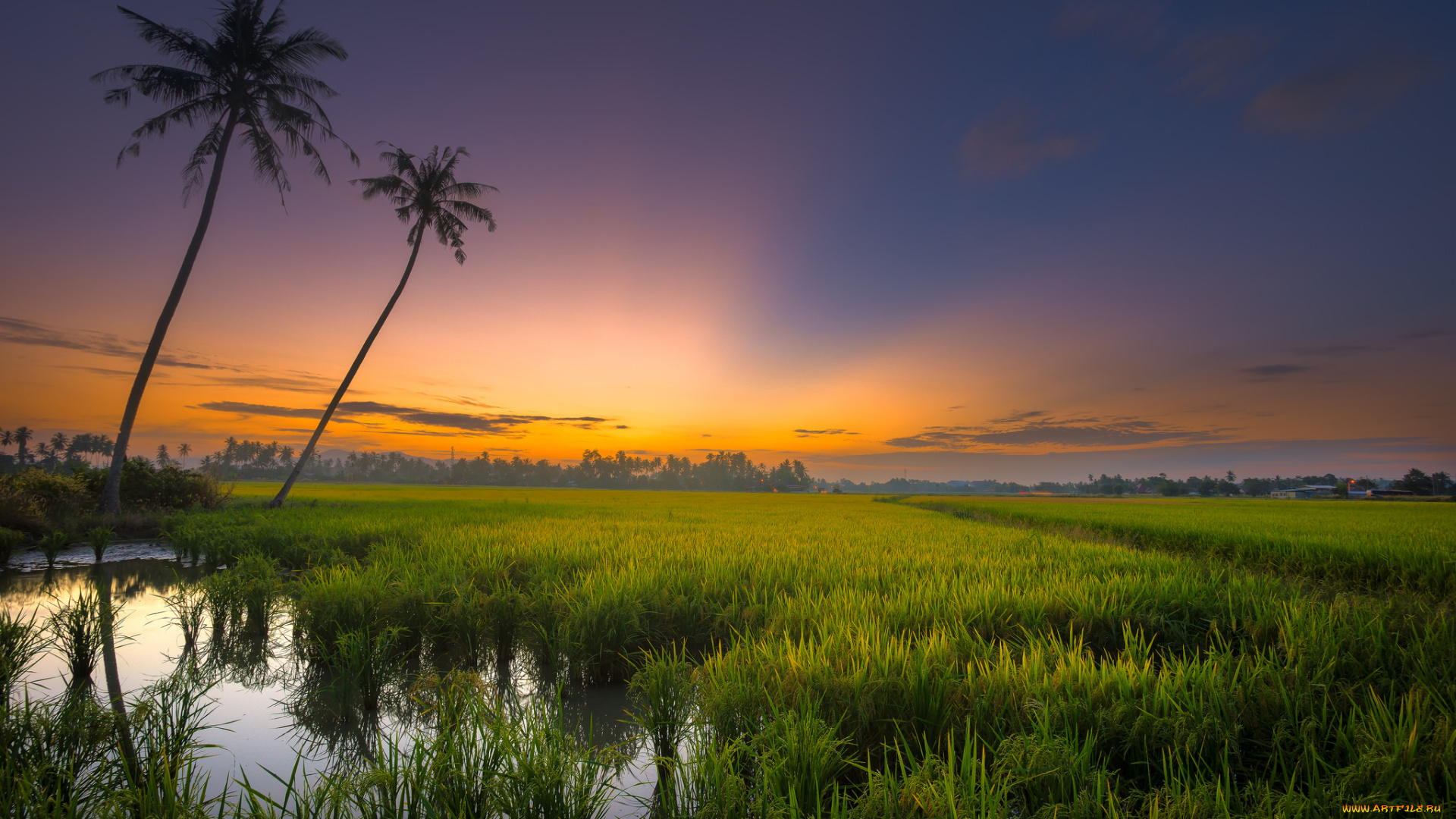природа, тропики, рассвет