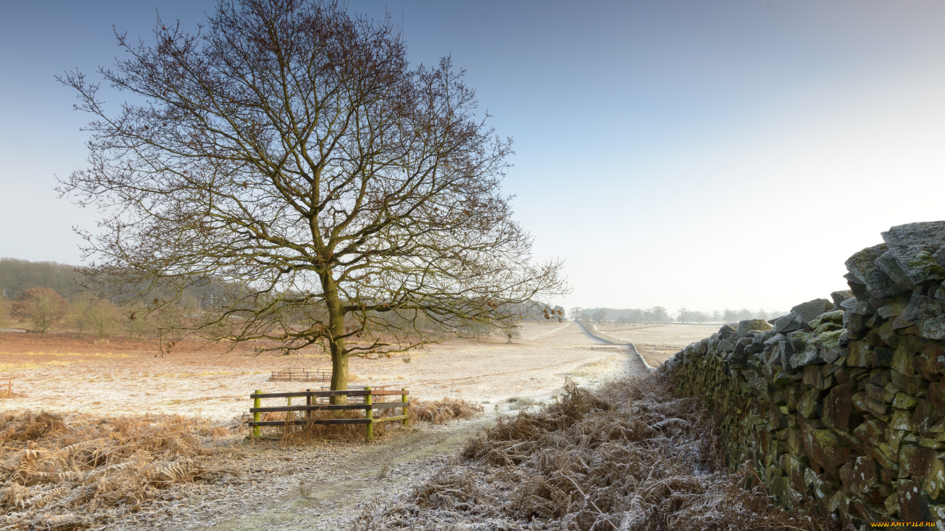 природа, деревья, рассвет
