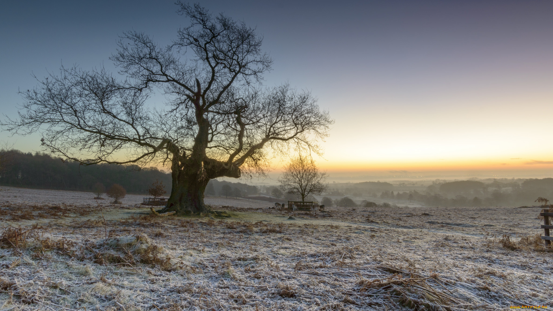 природа, деревья, рассвет
