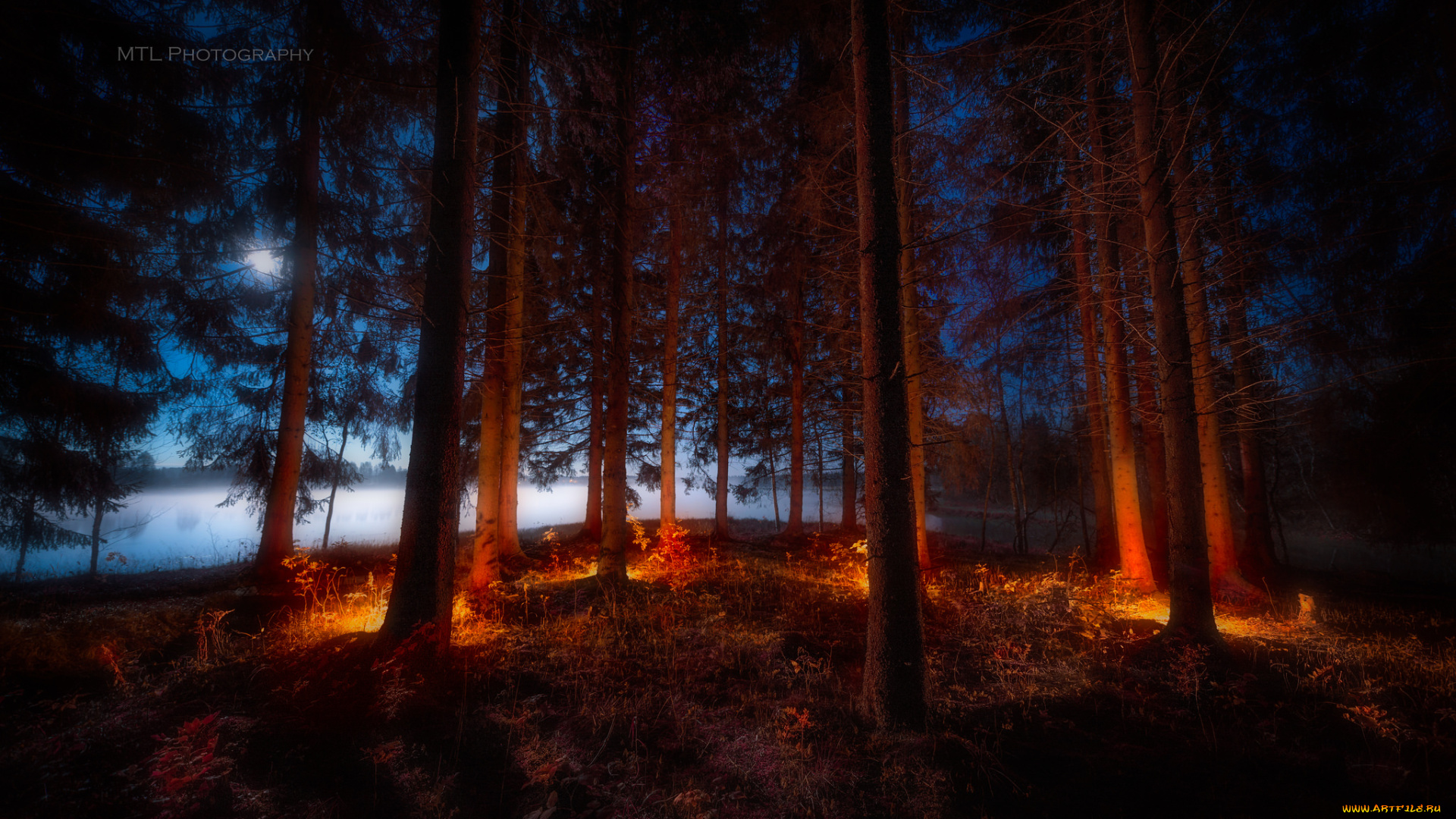 природа, лес, ночь