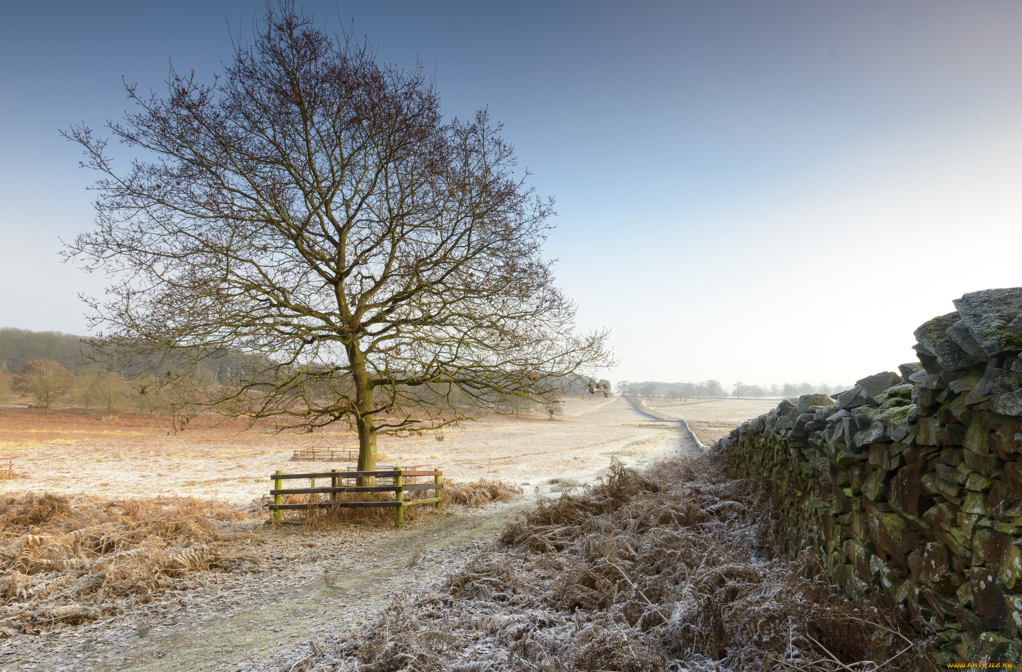 природа, деревья, рассвет