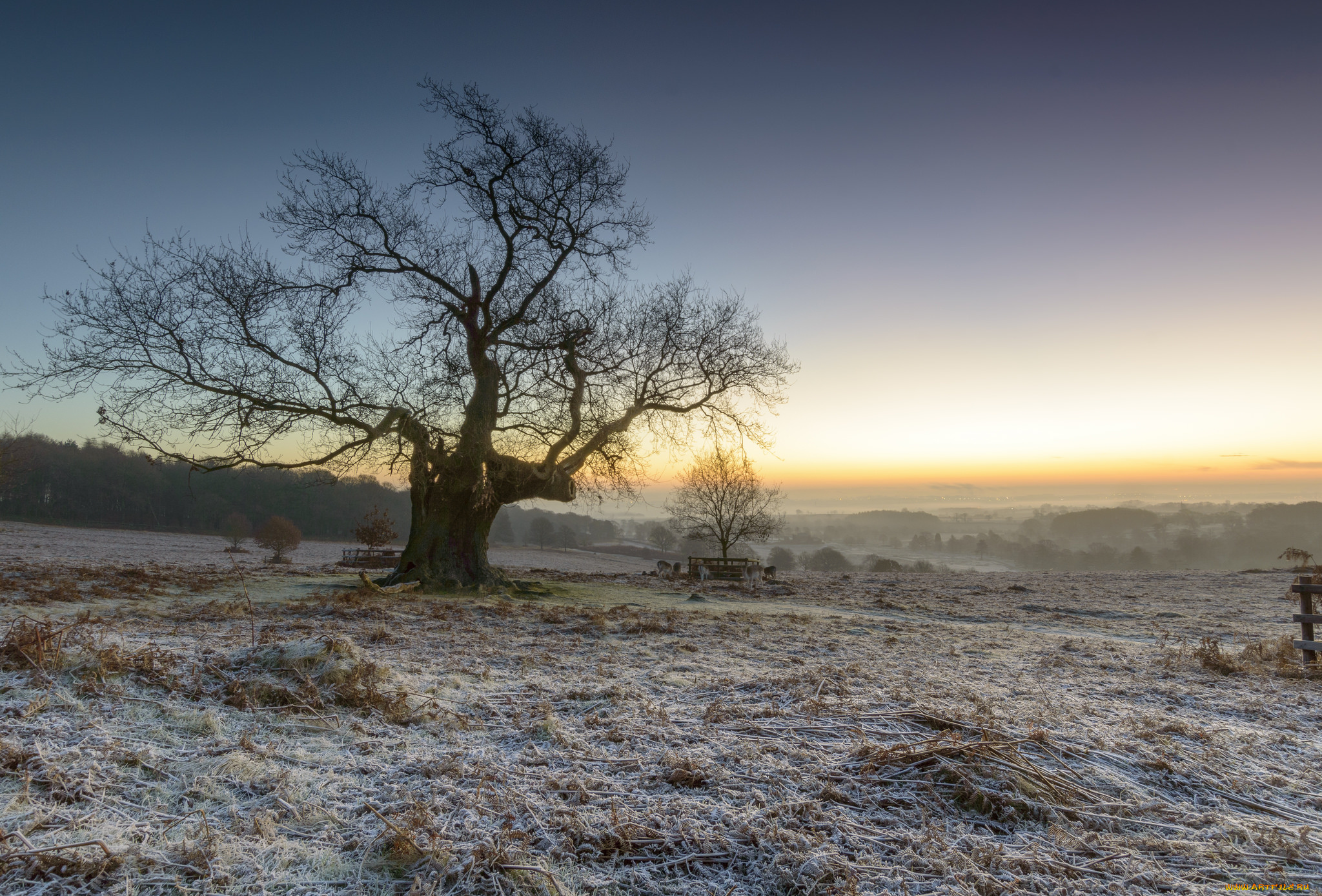 природа, деревья, рассвет