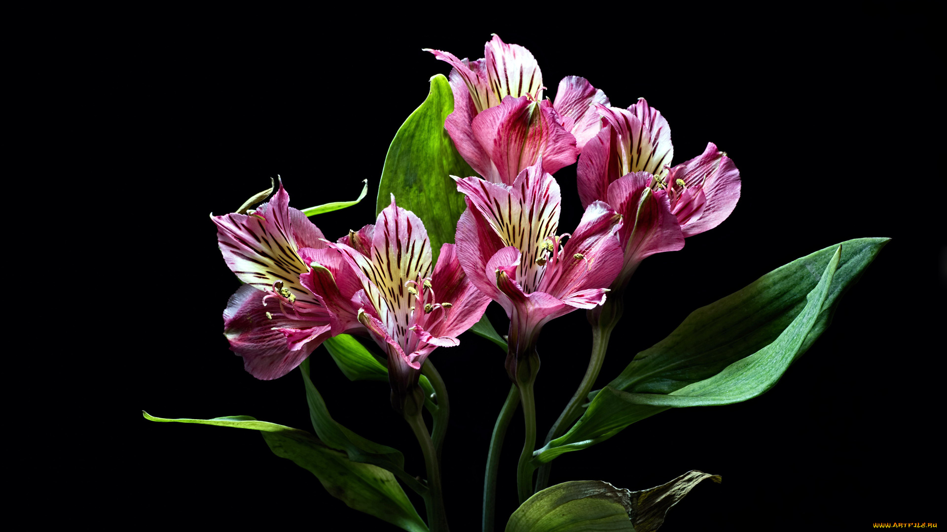 цветы, альстромерия, розовый