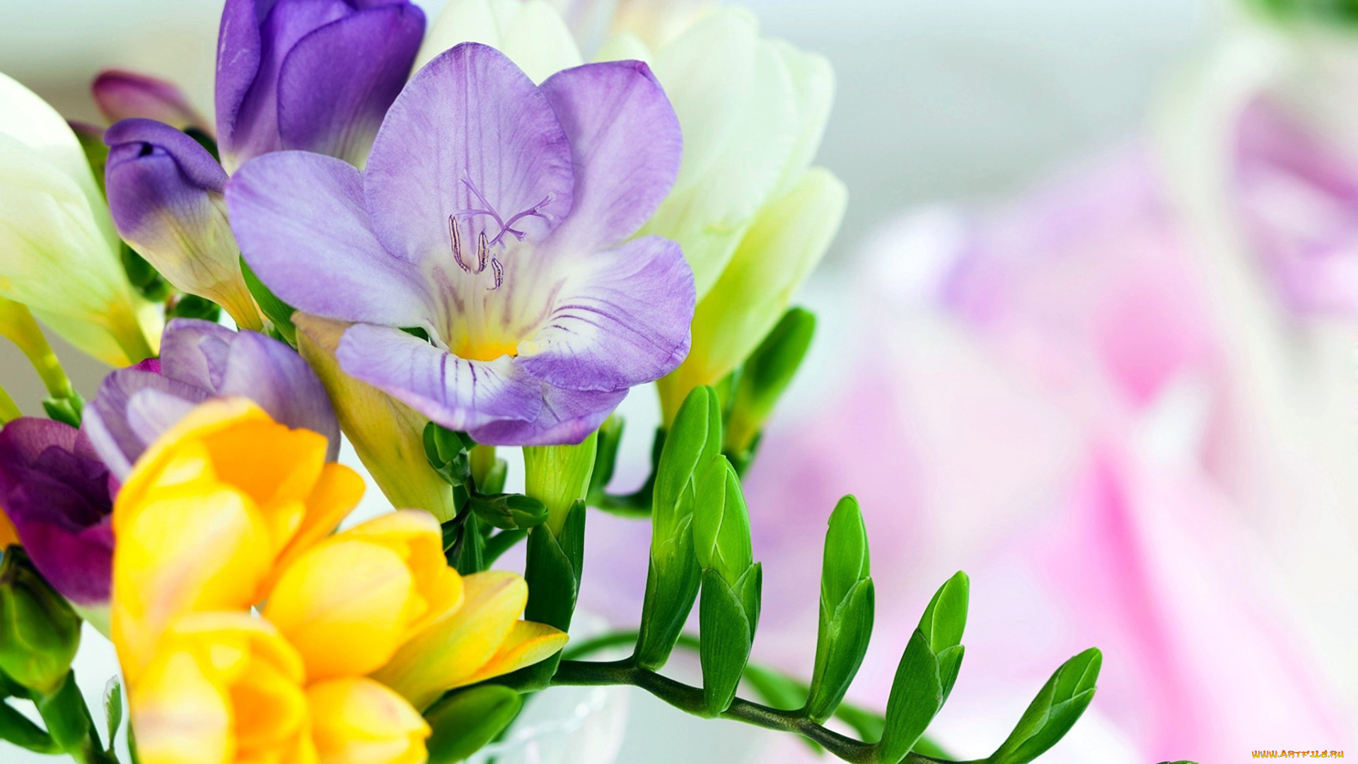 цветы, фрезия, разноцветные