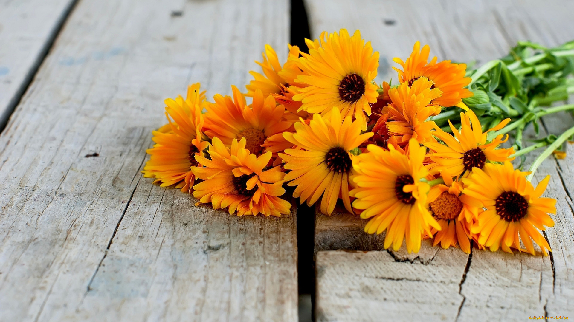 цветы, календула, ноготки