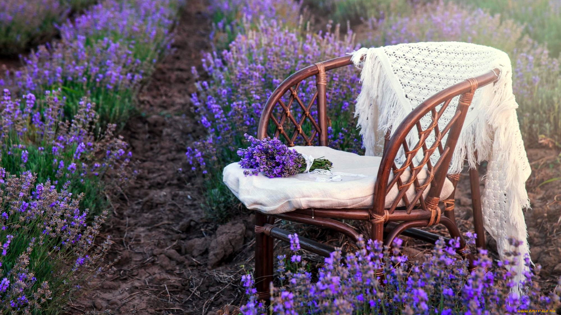 цветы, лаванда, лиловый