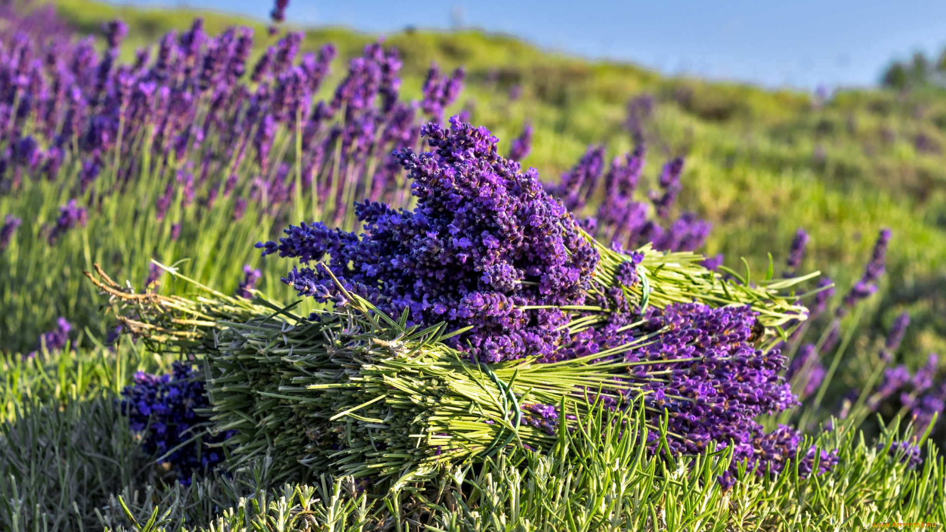 цветы, лаванда, лиловый