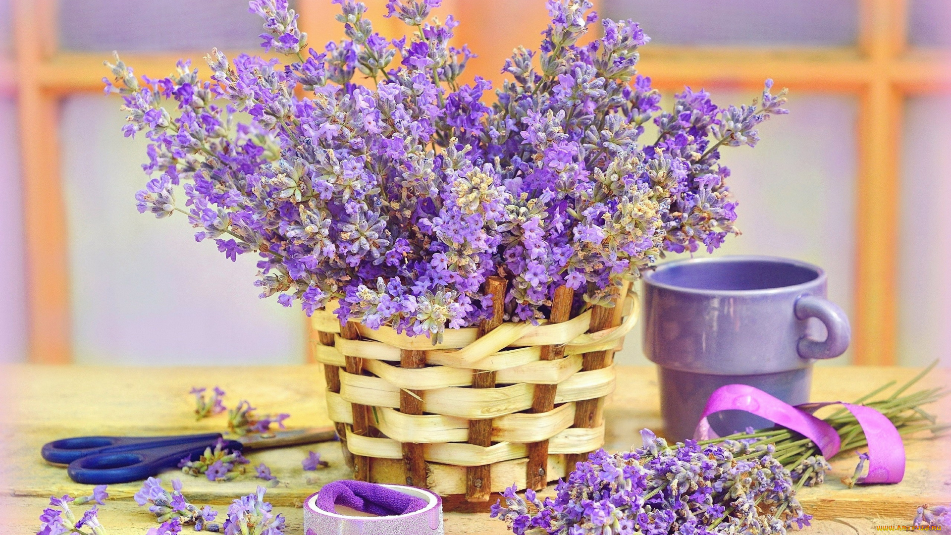 цветы, лаванда, лиловый