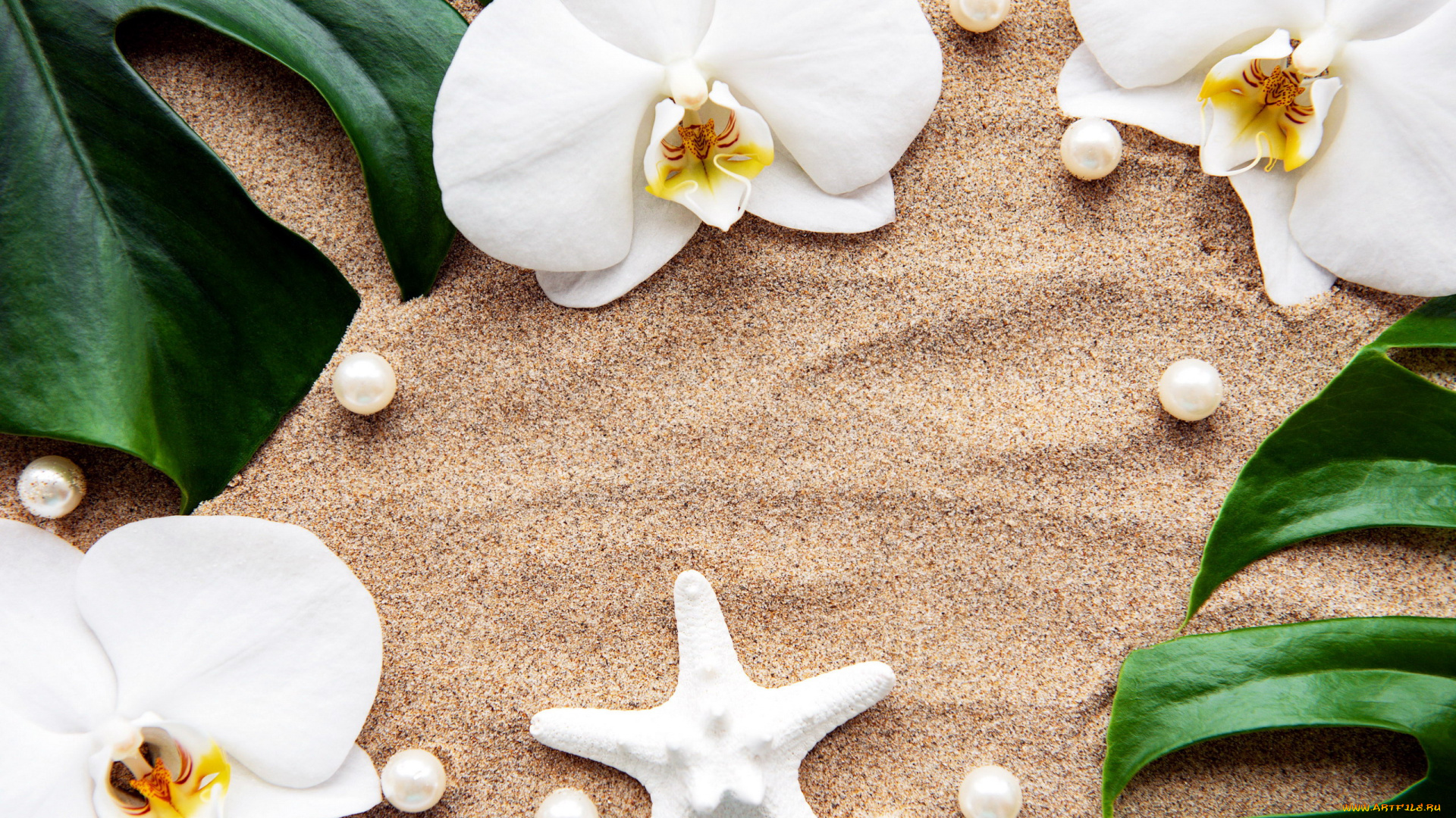 цветы, орхидеи, белый