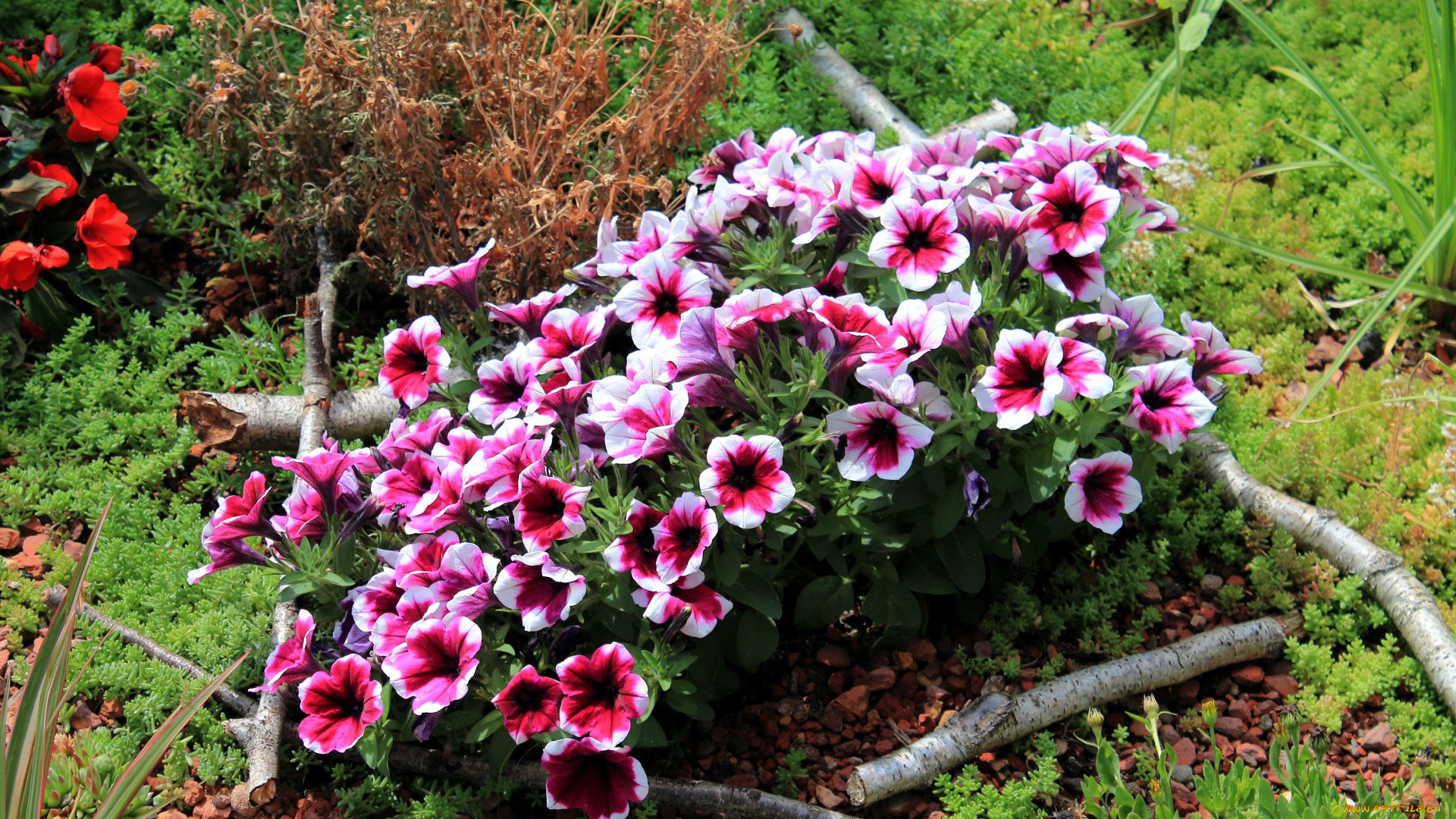 цветы, петунии, , калибрахоа