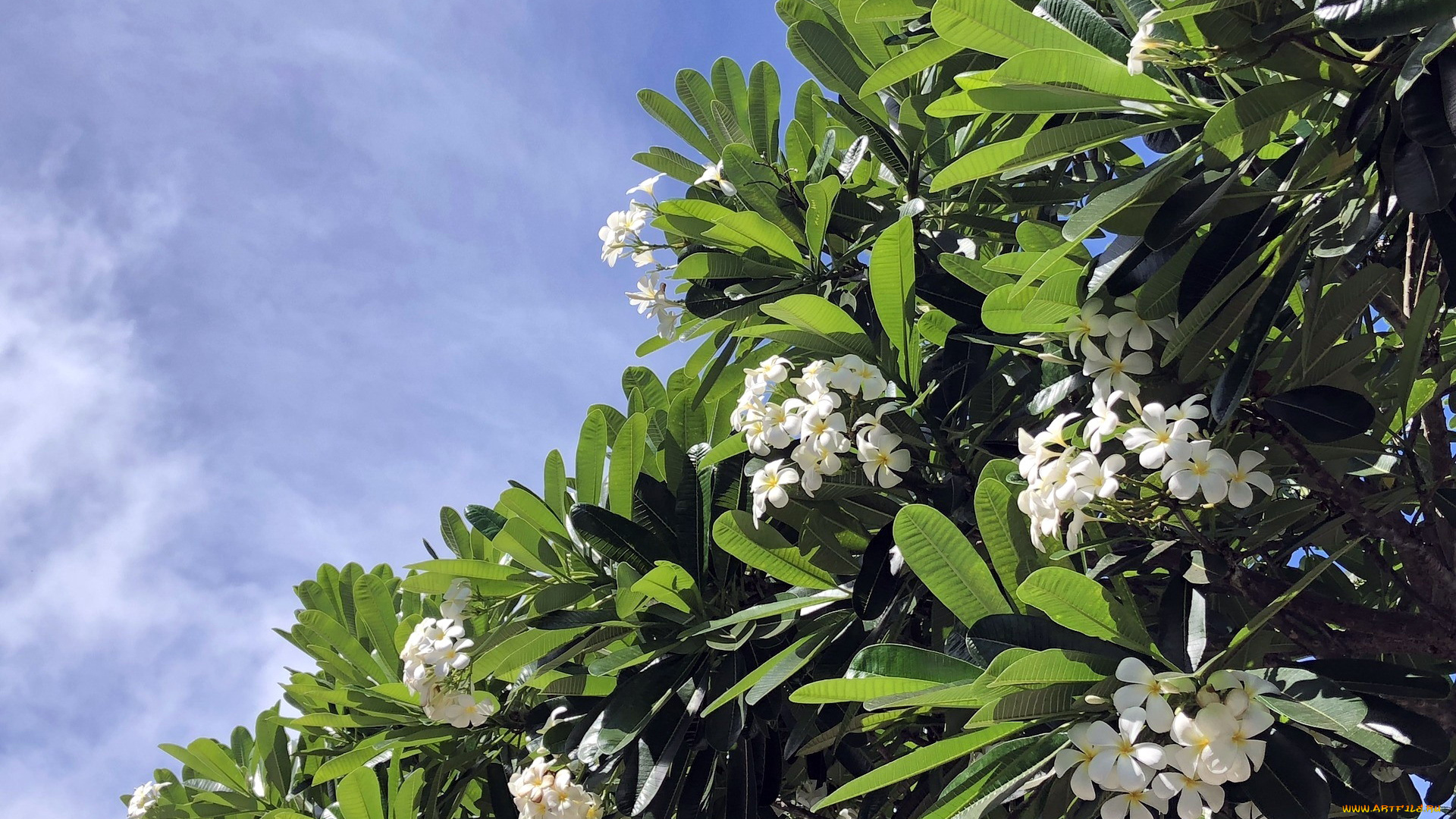цветы, плюмерия, белый