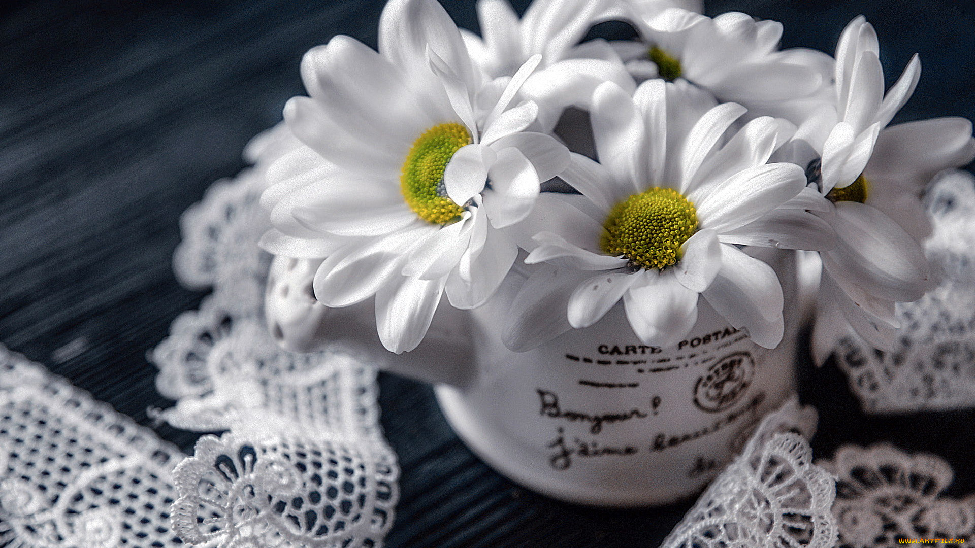 цветы, ромашки, белый