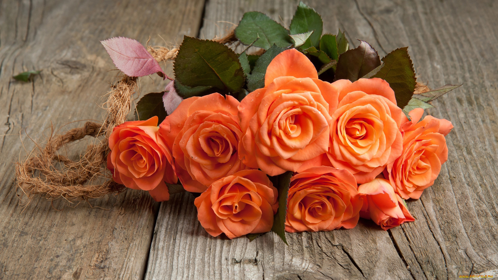 цветы, розы, персиковый