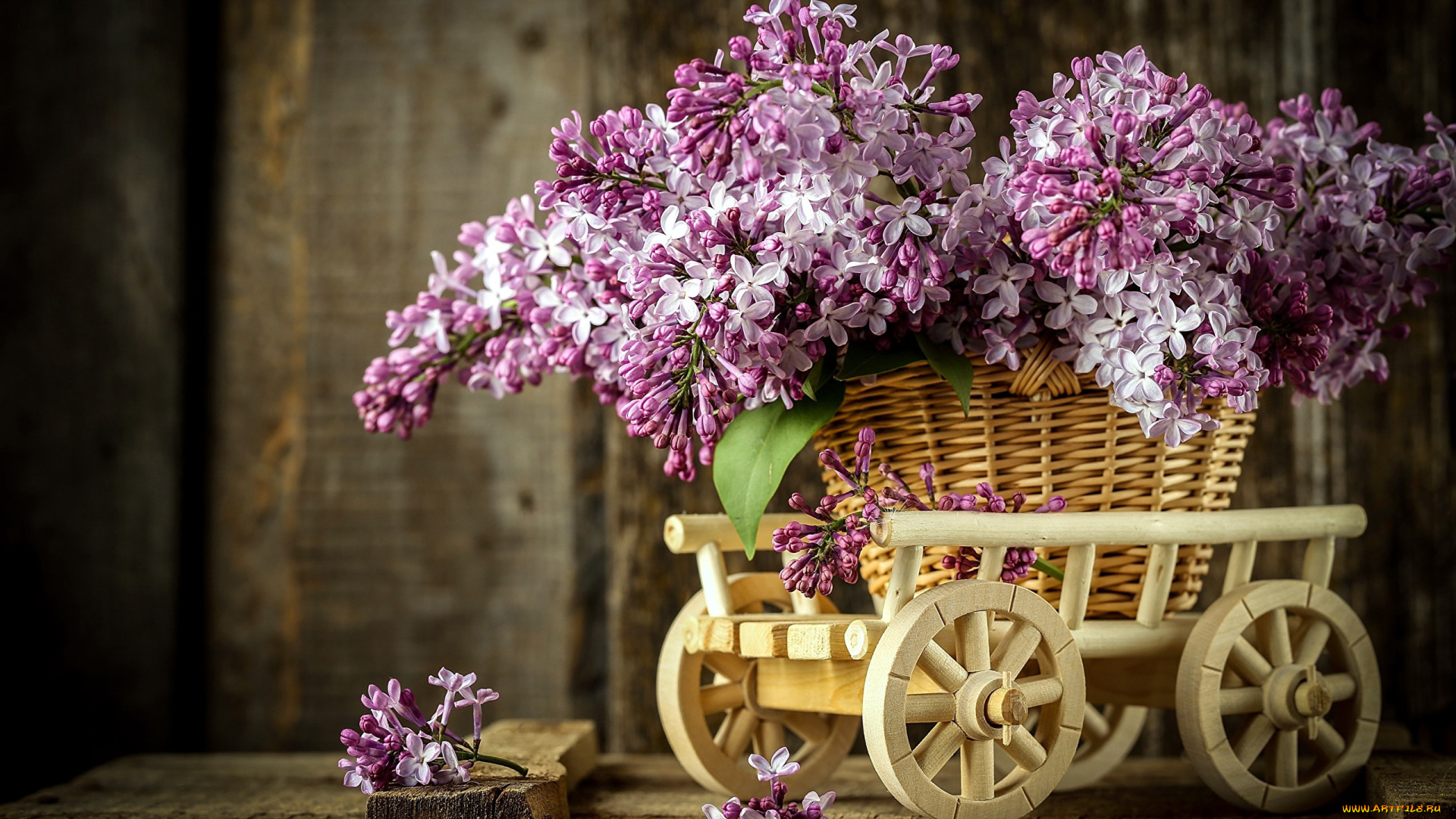 цветы, сирень, букет