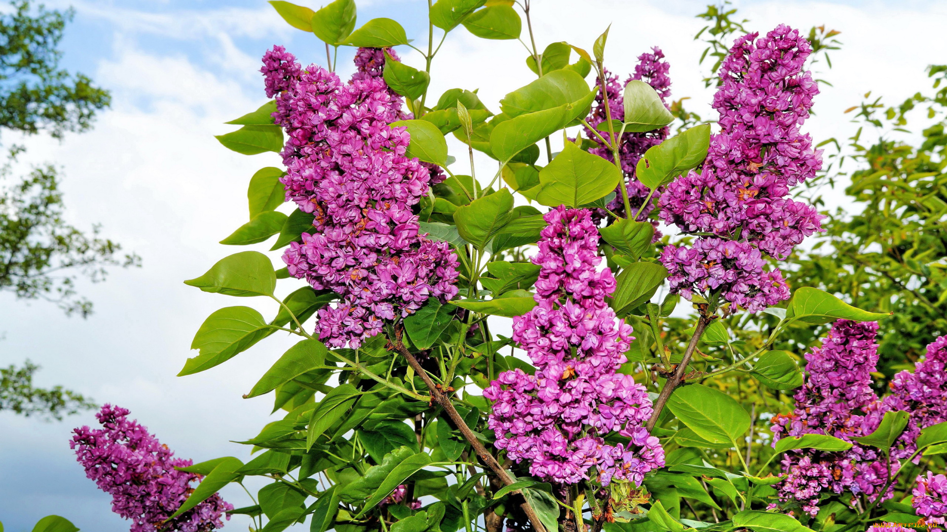 цветы, сирень, куст