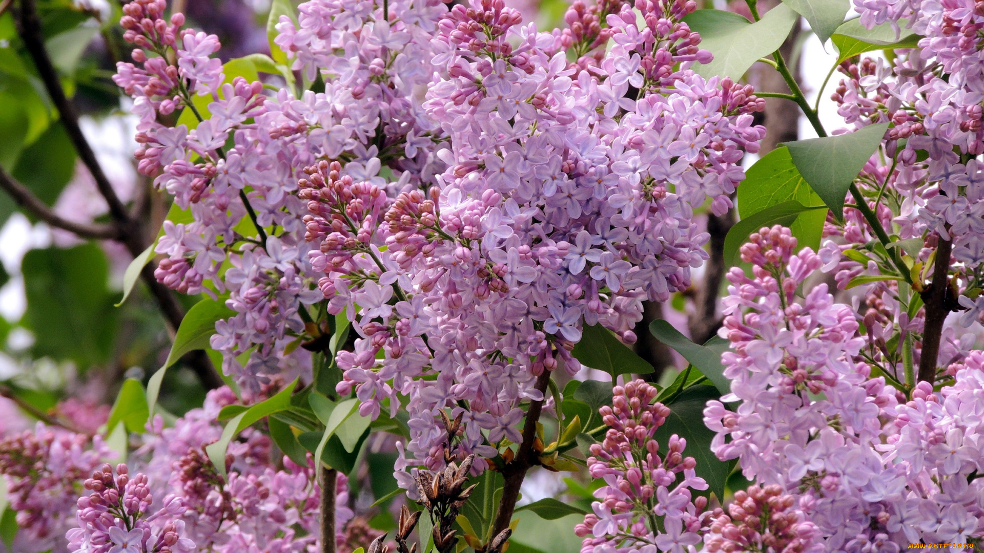 цветы, сирень, куст