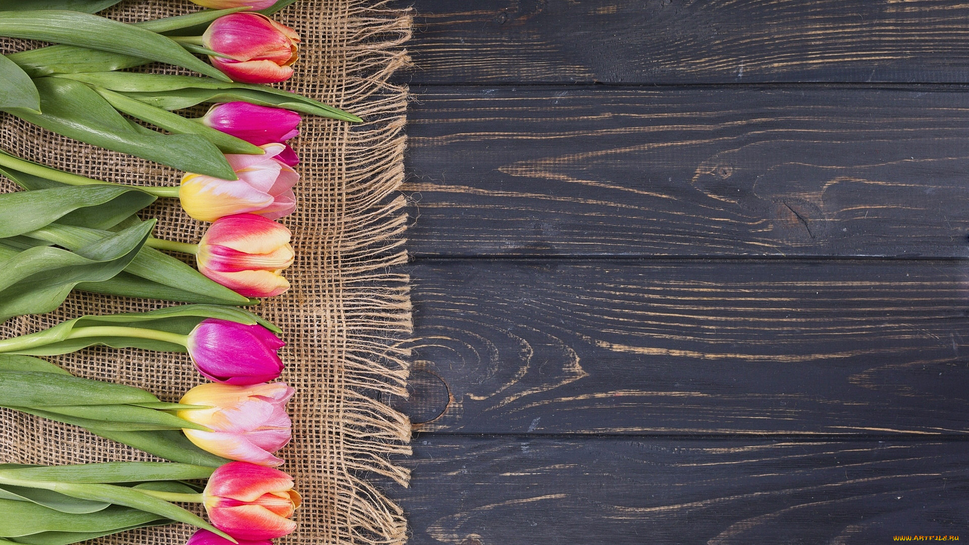 цветы, тюльпаны, бутоны, разноцветные