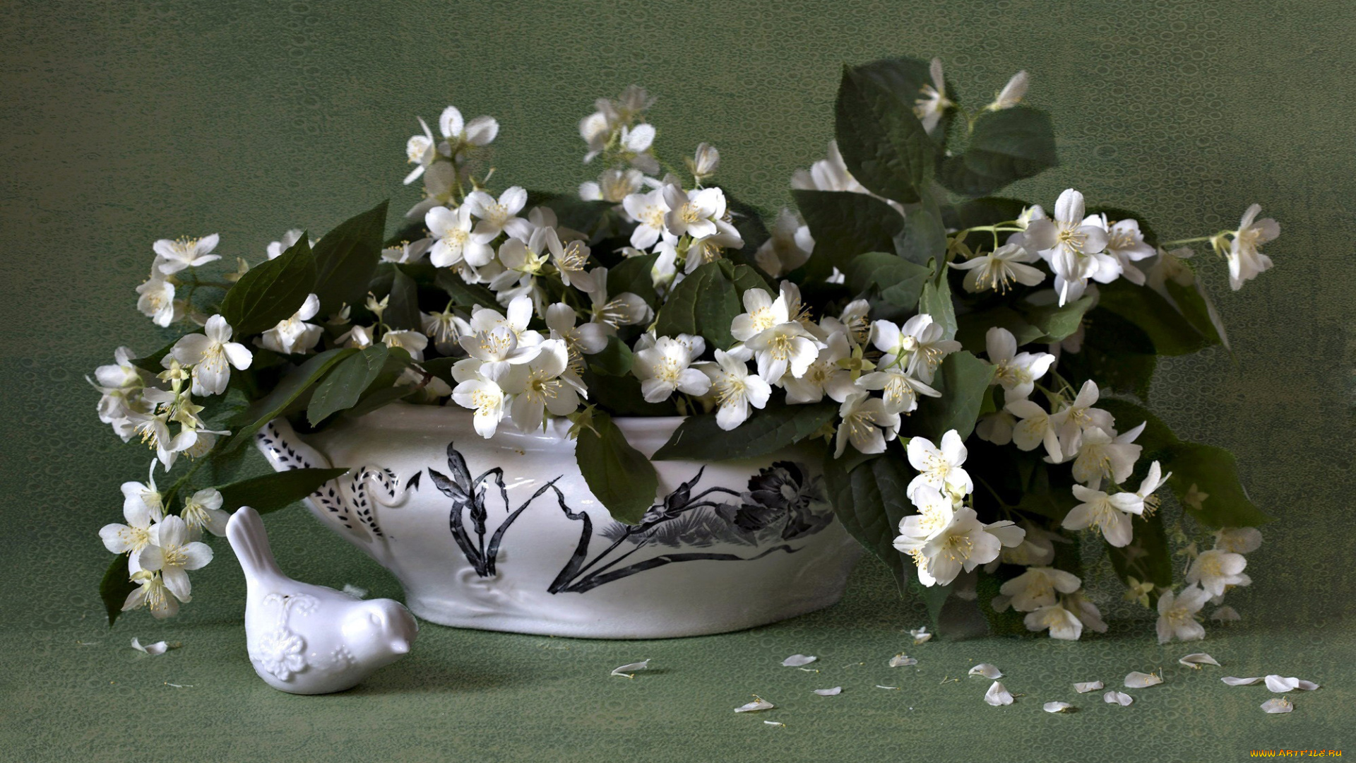 цветы, жасмин, белый