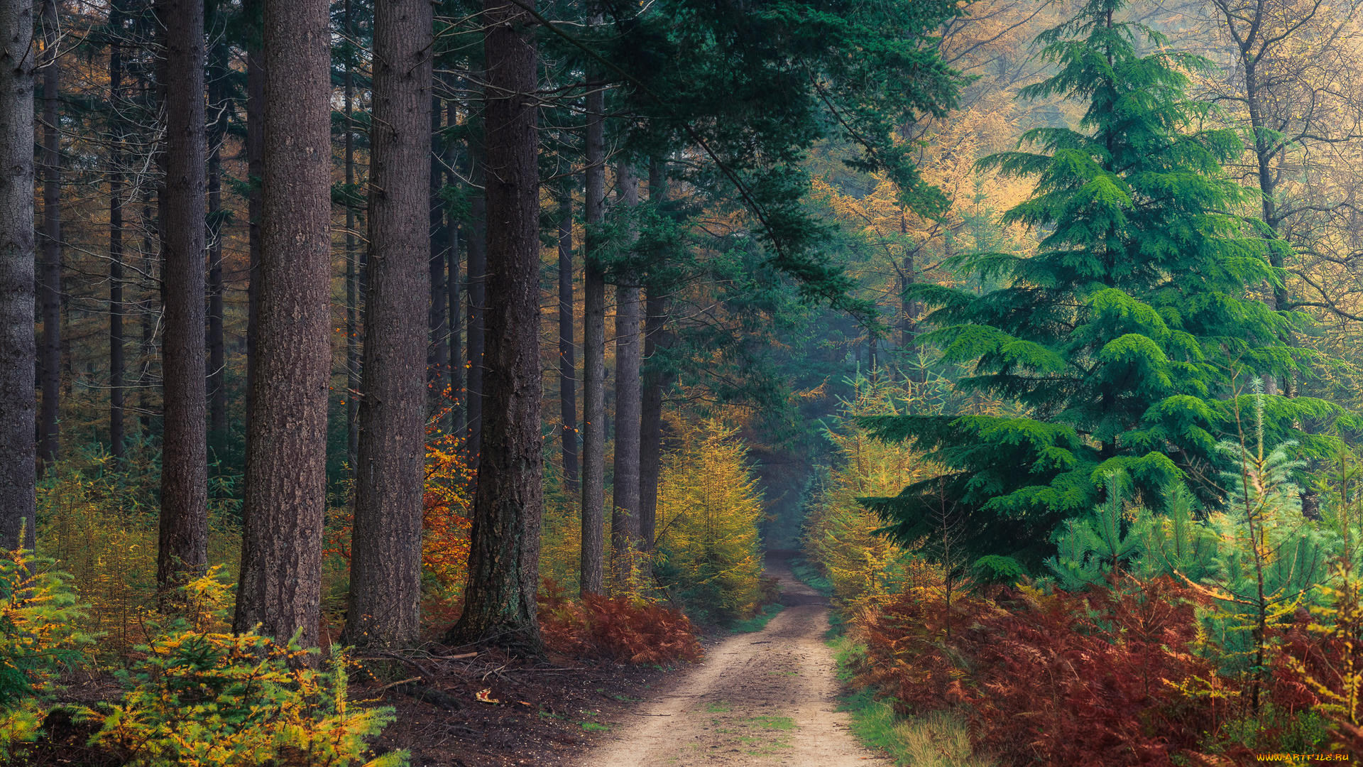 природа, дороги, сосны, дорога