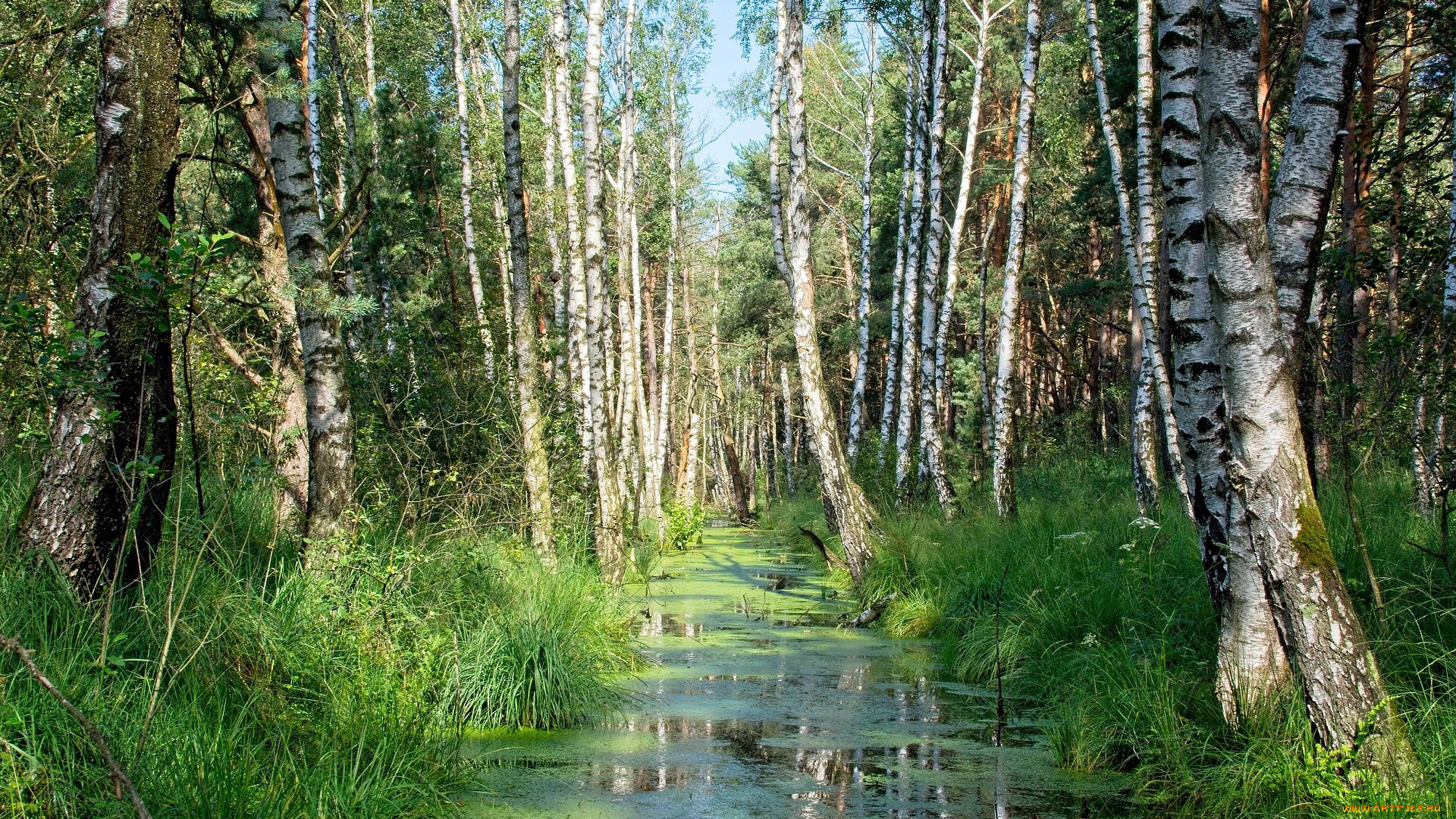 природа, лес, березы, ручей