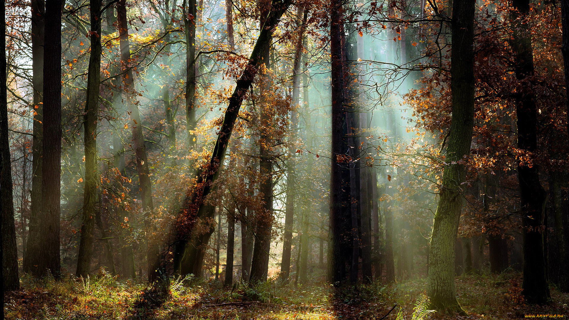 природа, лес, сосны