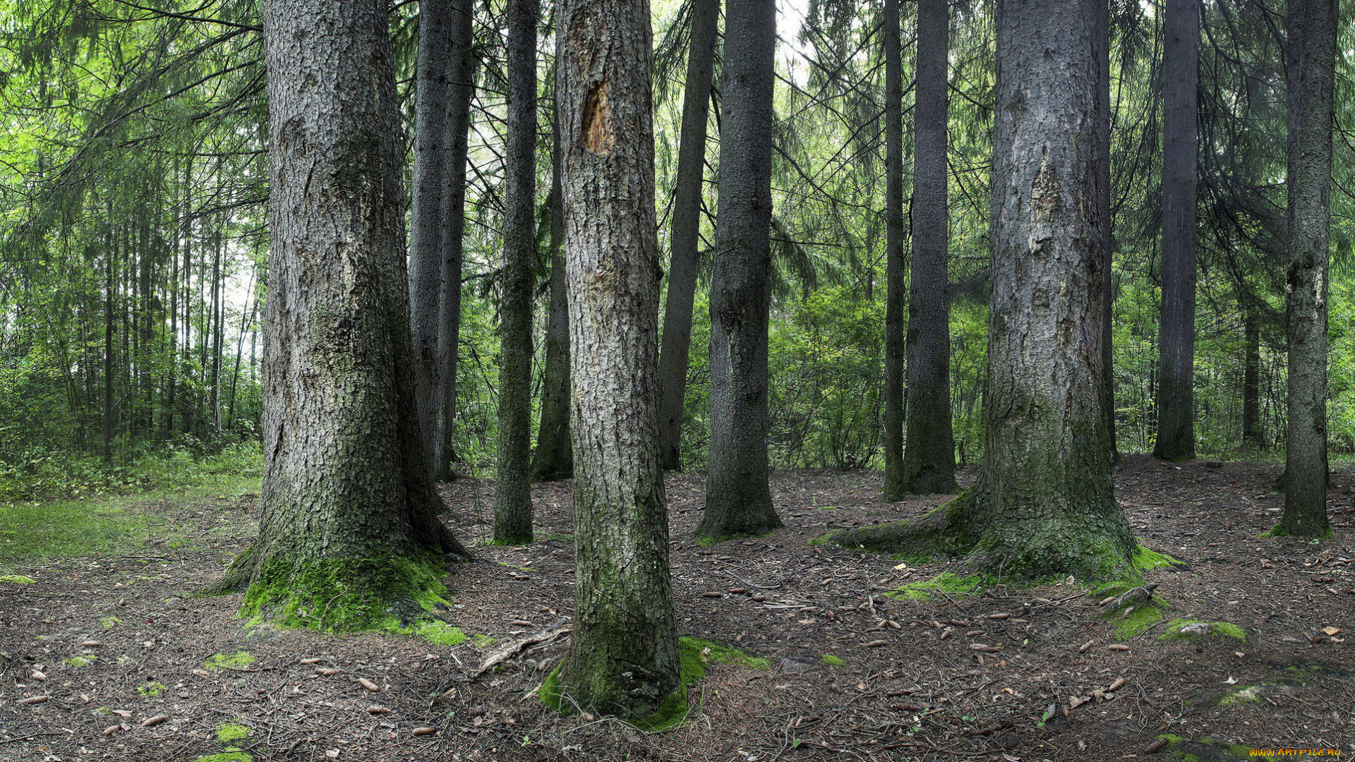 природа, лес, сосны, стволы