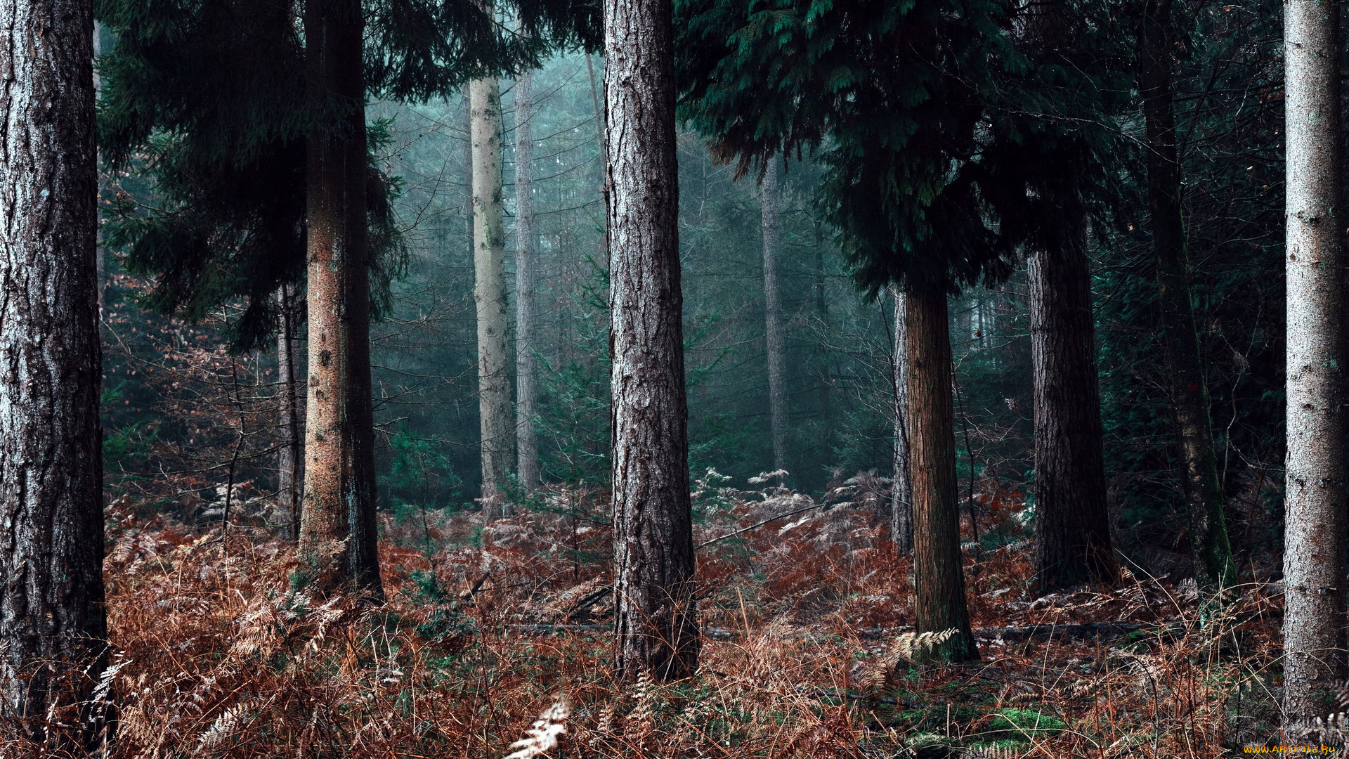 природа, лес, сосны, стволы, папоротник