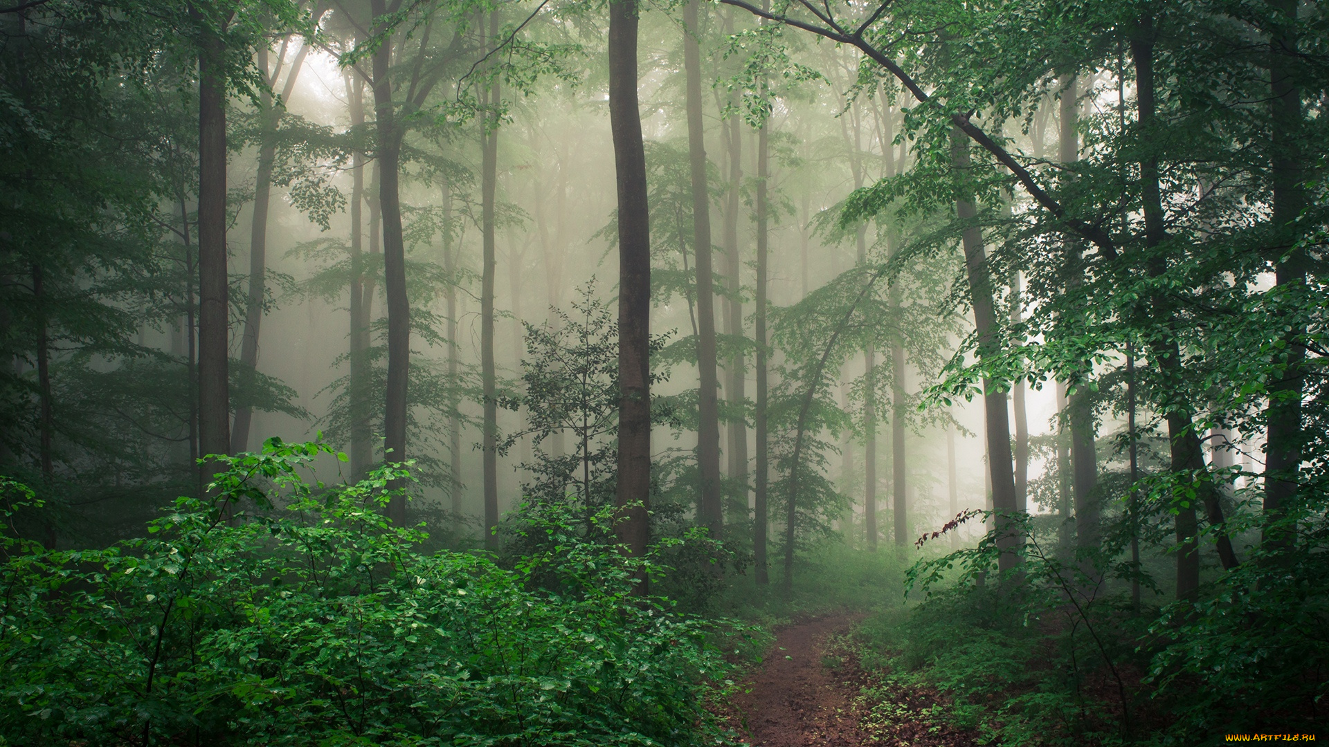 природа, лес, туман, деревья