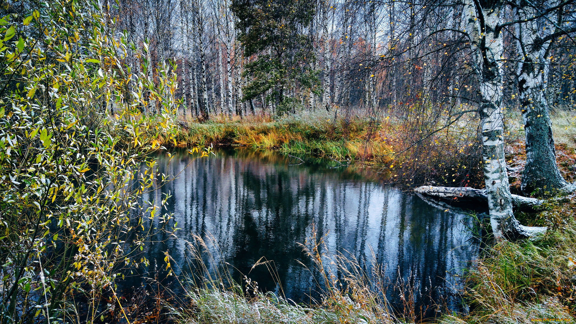 природа, реки, озера, река, деревья, осень