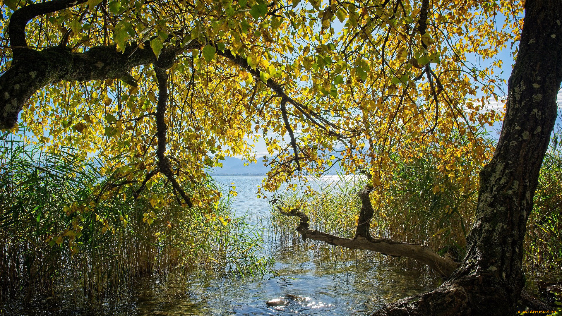 природа, реки, озера, река, деревья, осень