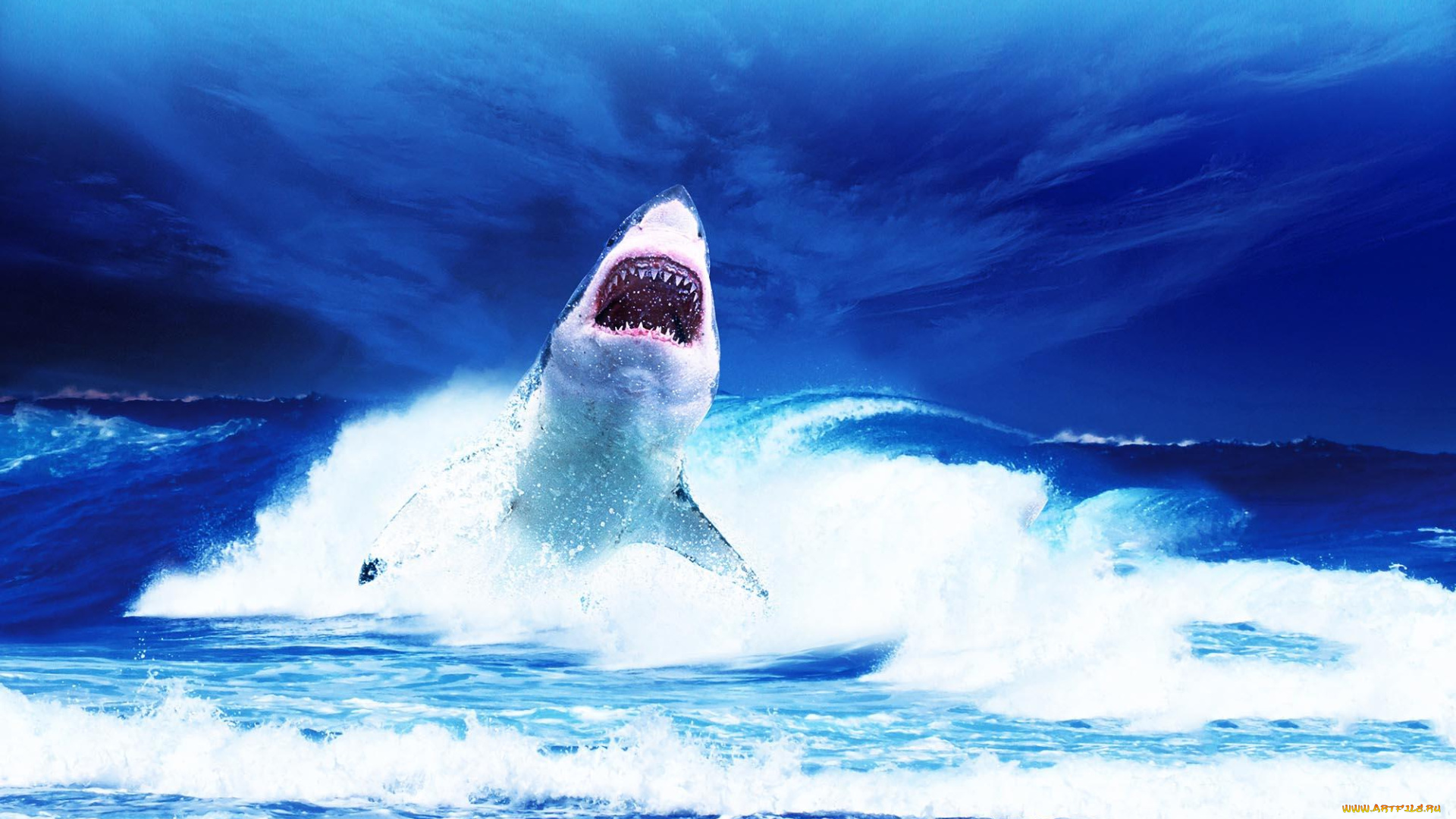 животные, акулы, акула, shark, обитатели, опасность, пасть, зубы, глубина, вода, море, океан, рыба, хищник, подводный