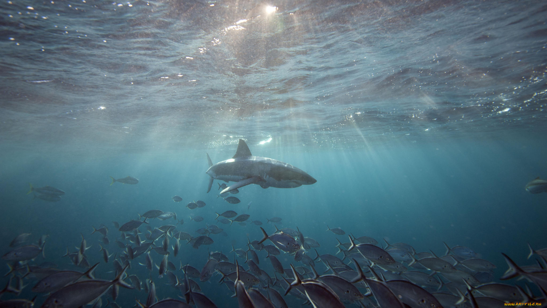 животные, акулы, хищник, опасность, глубина, обитатели, подводный, море, вода, океан, shark, зубы, пасть, рыба, акула