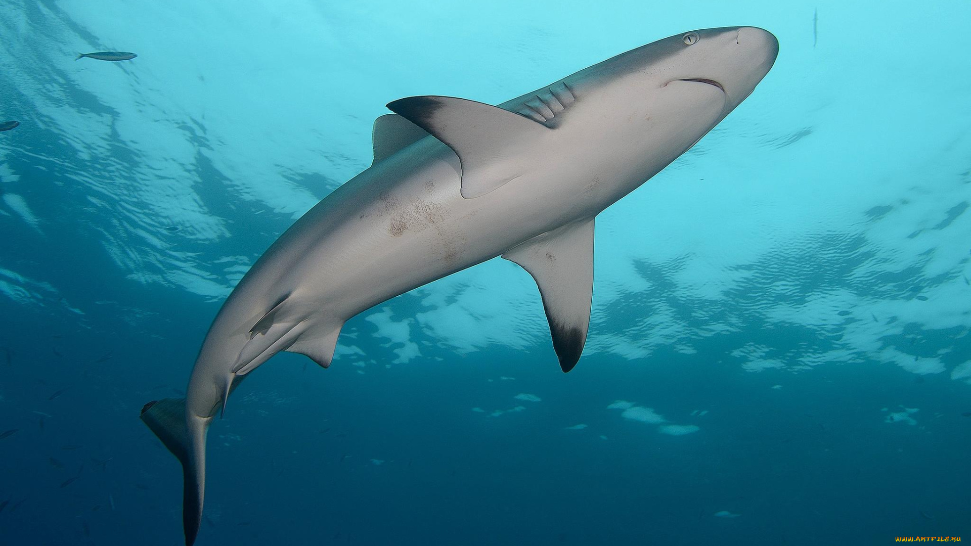 животные, акулы, зубы, пасть, опасность, обитатели, подводный, глубина, вода, море, океан, хищник, рыба, акула, shark