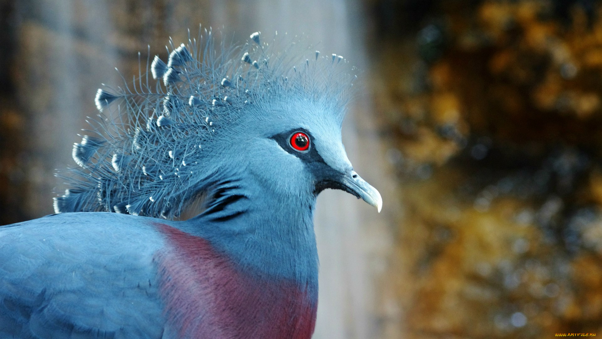 животные, голуби, венценосный, голубь