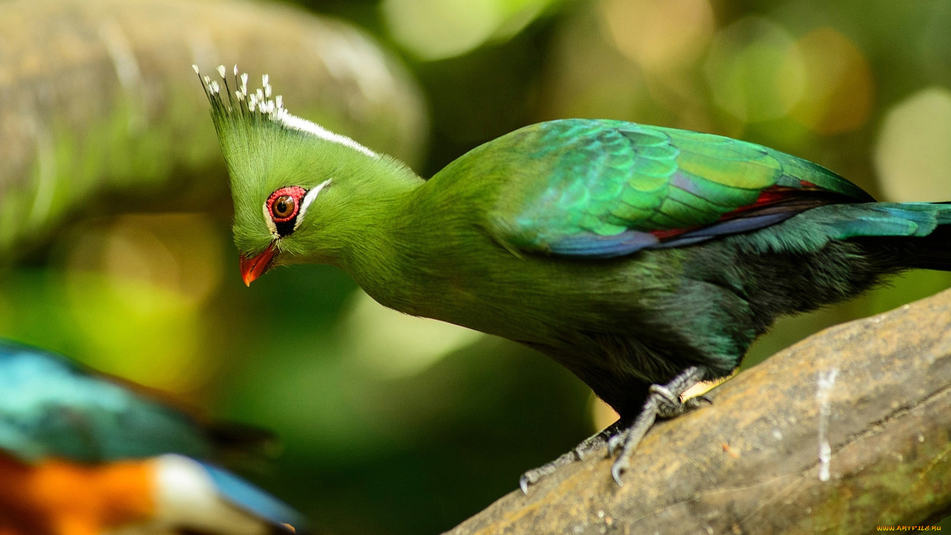 животные, турако, ливингстона